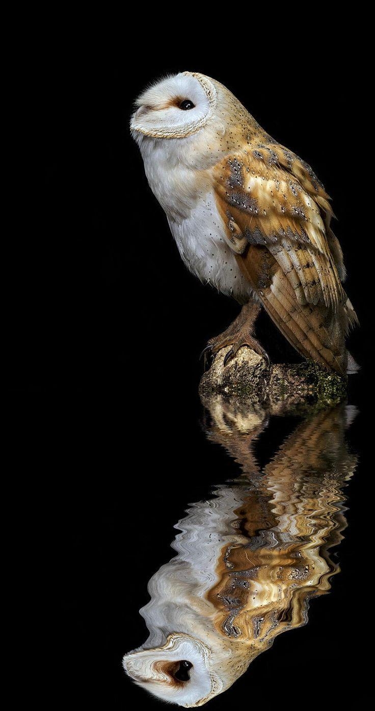 740x1400 Owl background ideas. Cute owls wallpaper, Phone