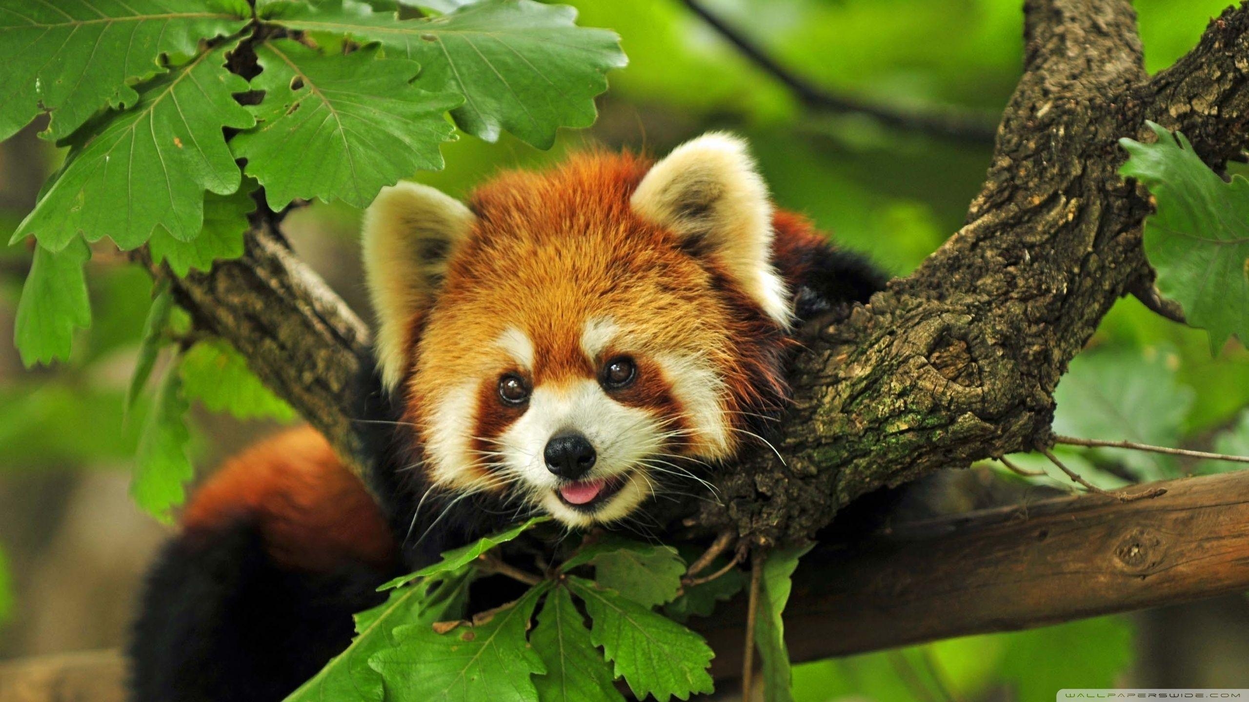 2560x1440 Red Panda HD Wallpaper, Desktop