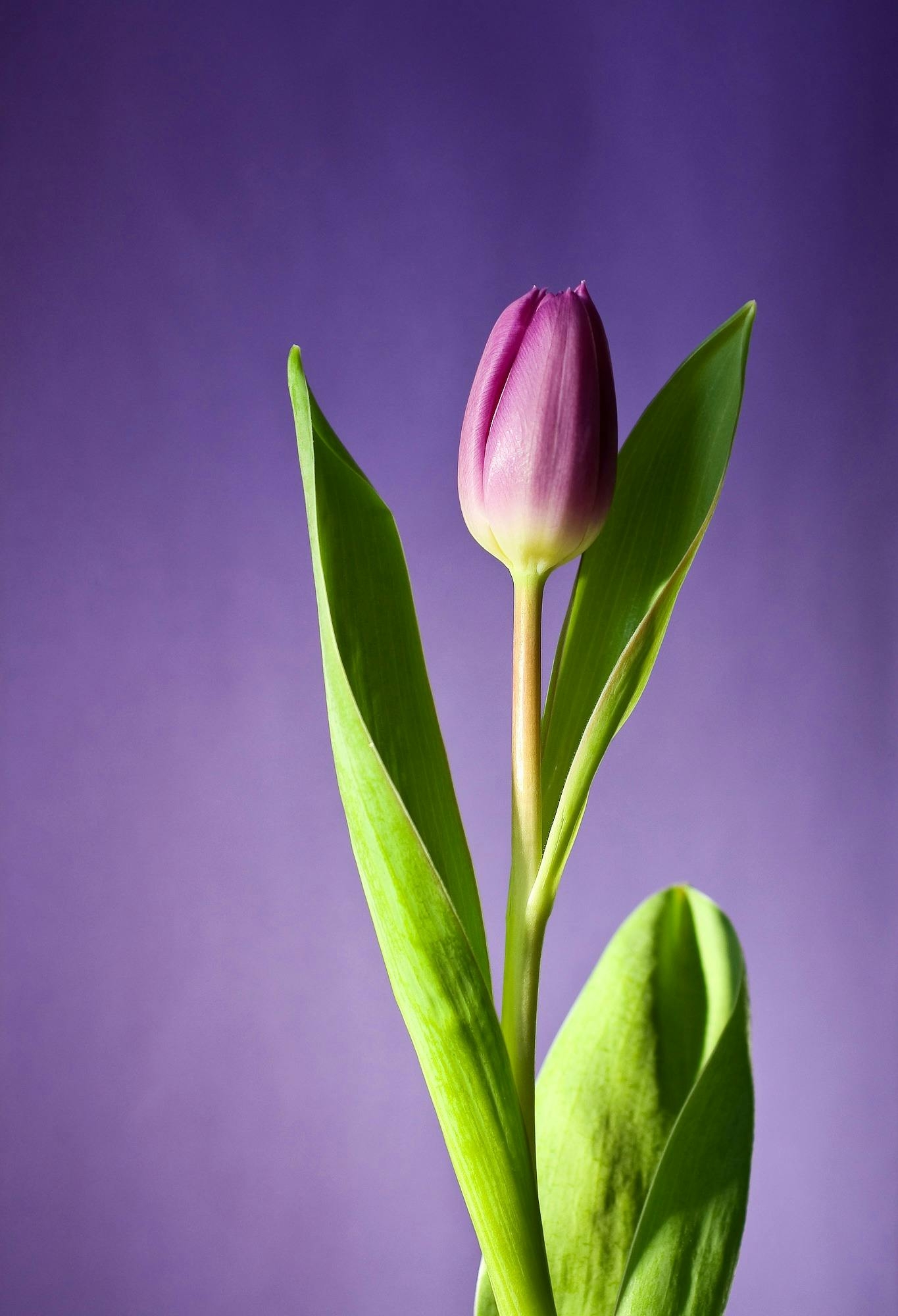 1370x2000 Tulips Photo, Download The BEST Free, Phone