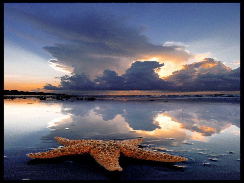 1030x770 The Starfish Story, Desktop