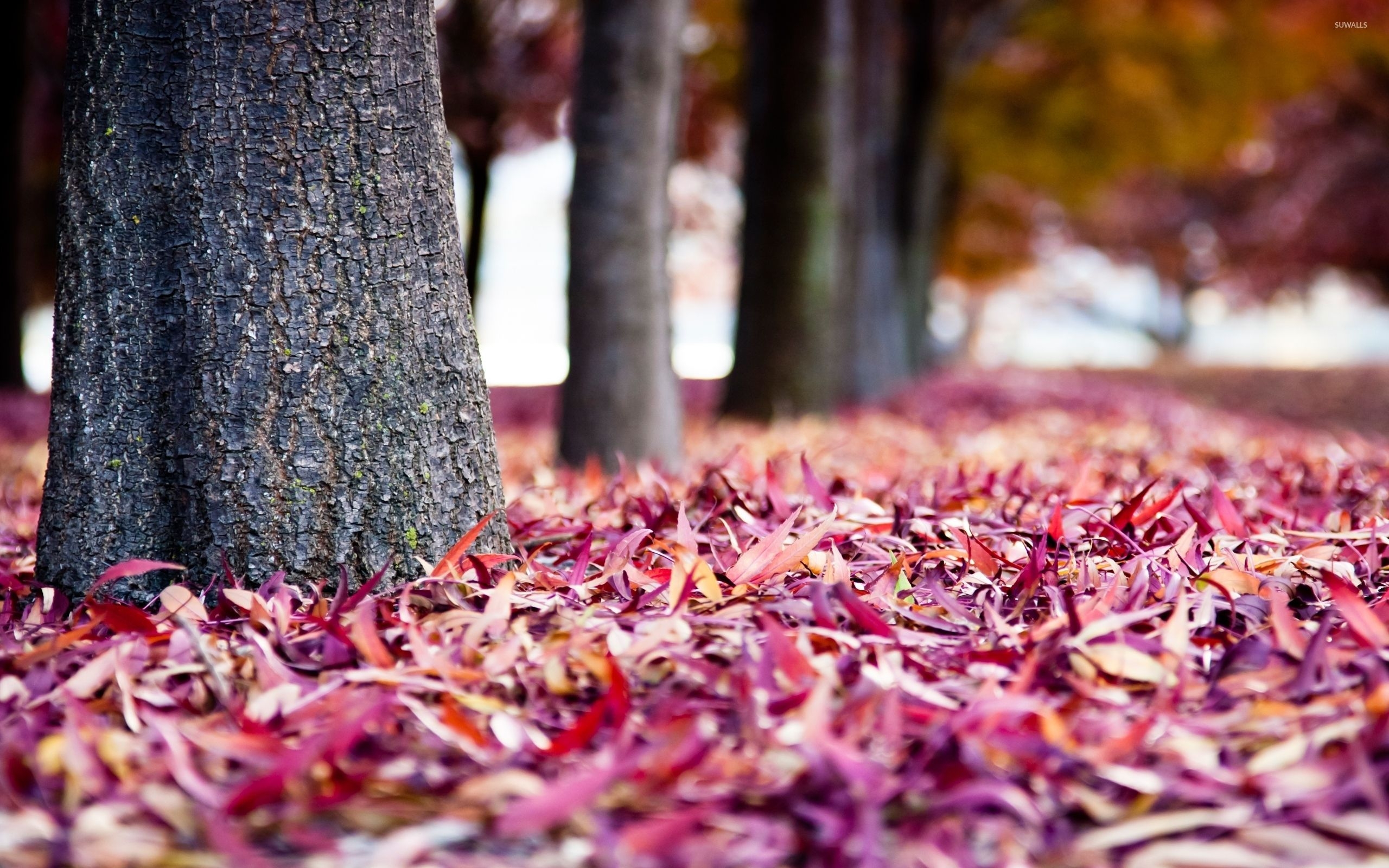 2560x1600 Pink Autumn Wallpaper Free Pink Autumn Background, Desktop