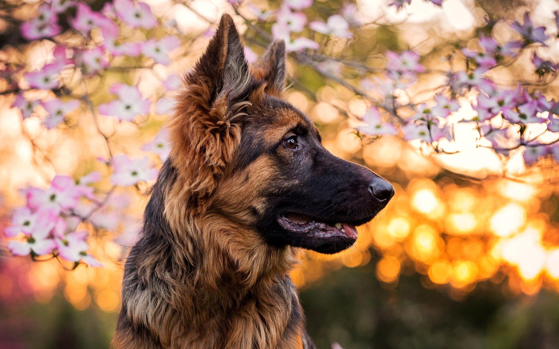 1920x1200 Download wallpaper German Shepherd, spring, dogs, pets, bokeh, Desktop