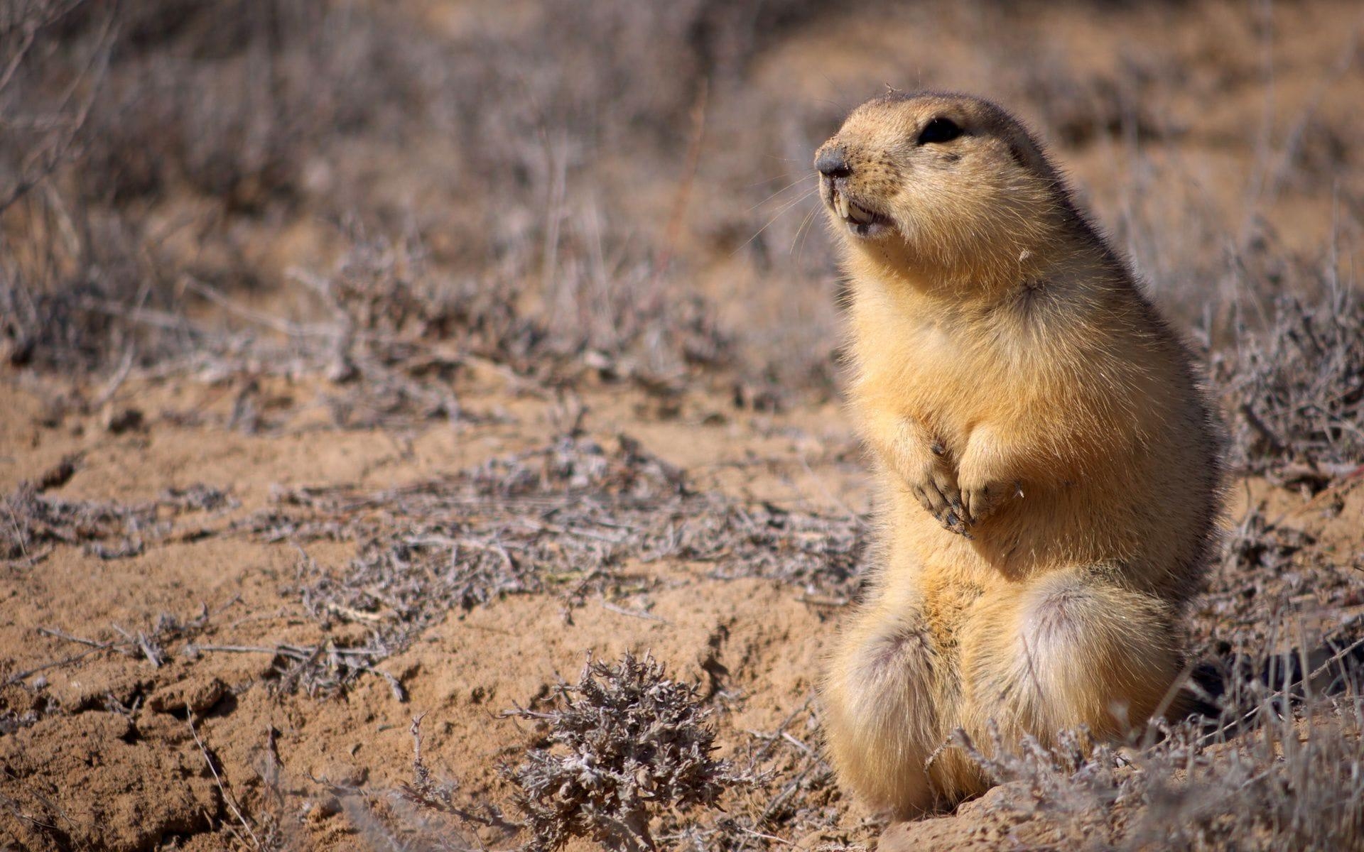 1920x1200 Gopher Wallpaper, Desktop