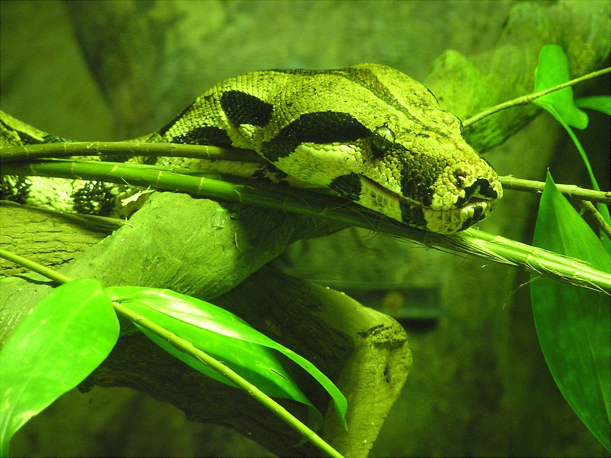 2050x1540 Boa constrictor, Singapore, Desktop