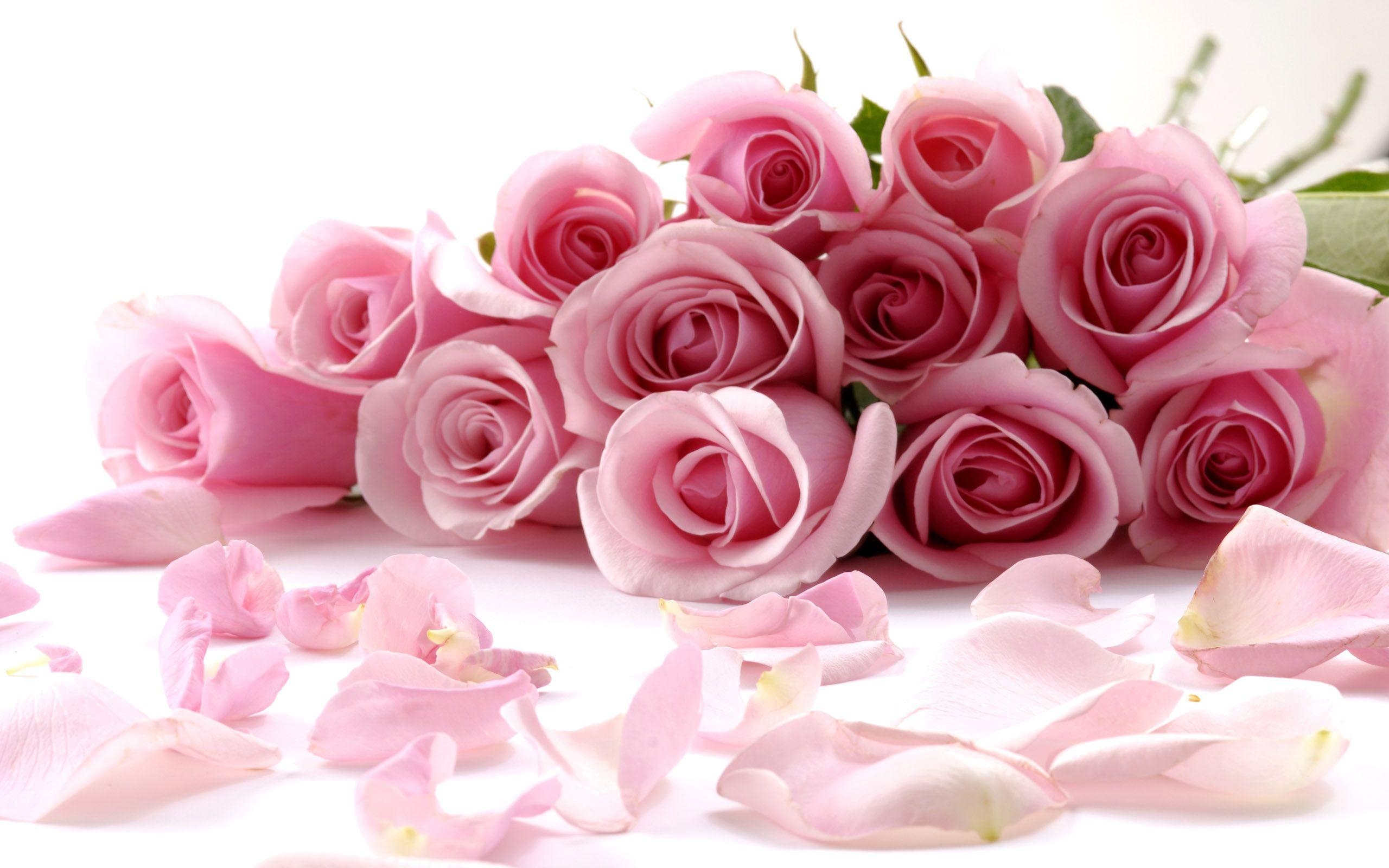 2560x1600 Delicate Beautiful Light Pink Roses Wallpaper, Desktop