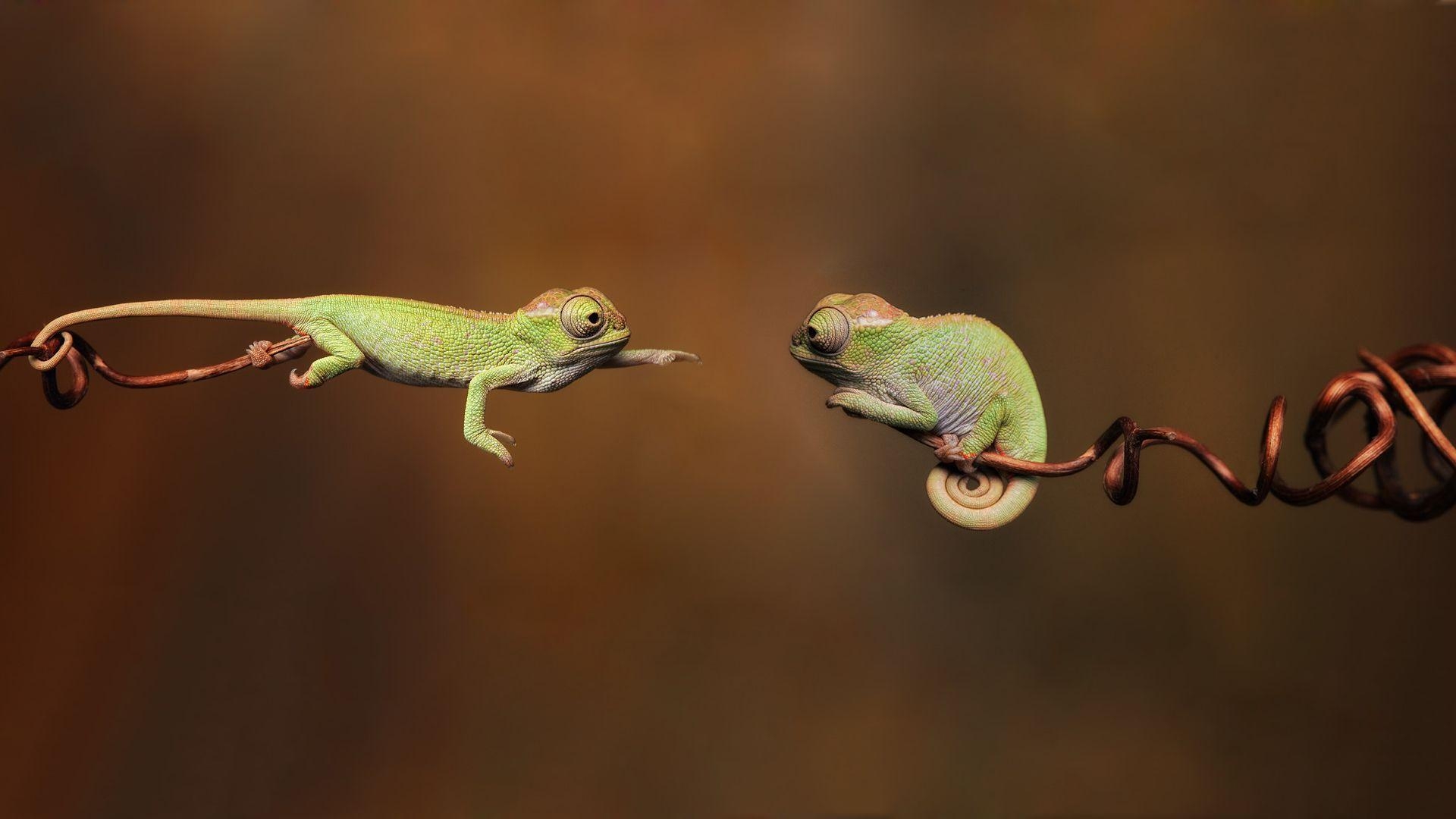 1920x1080 Fonds d&;écran Reptile, tous les wallpaper Reptile, Desktop