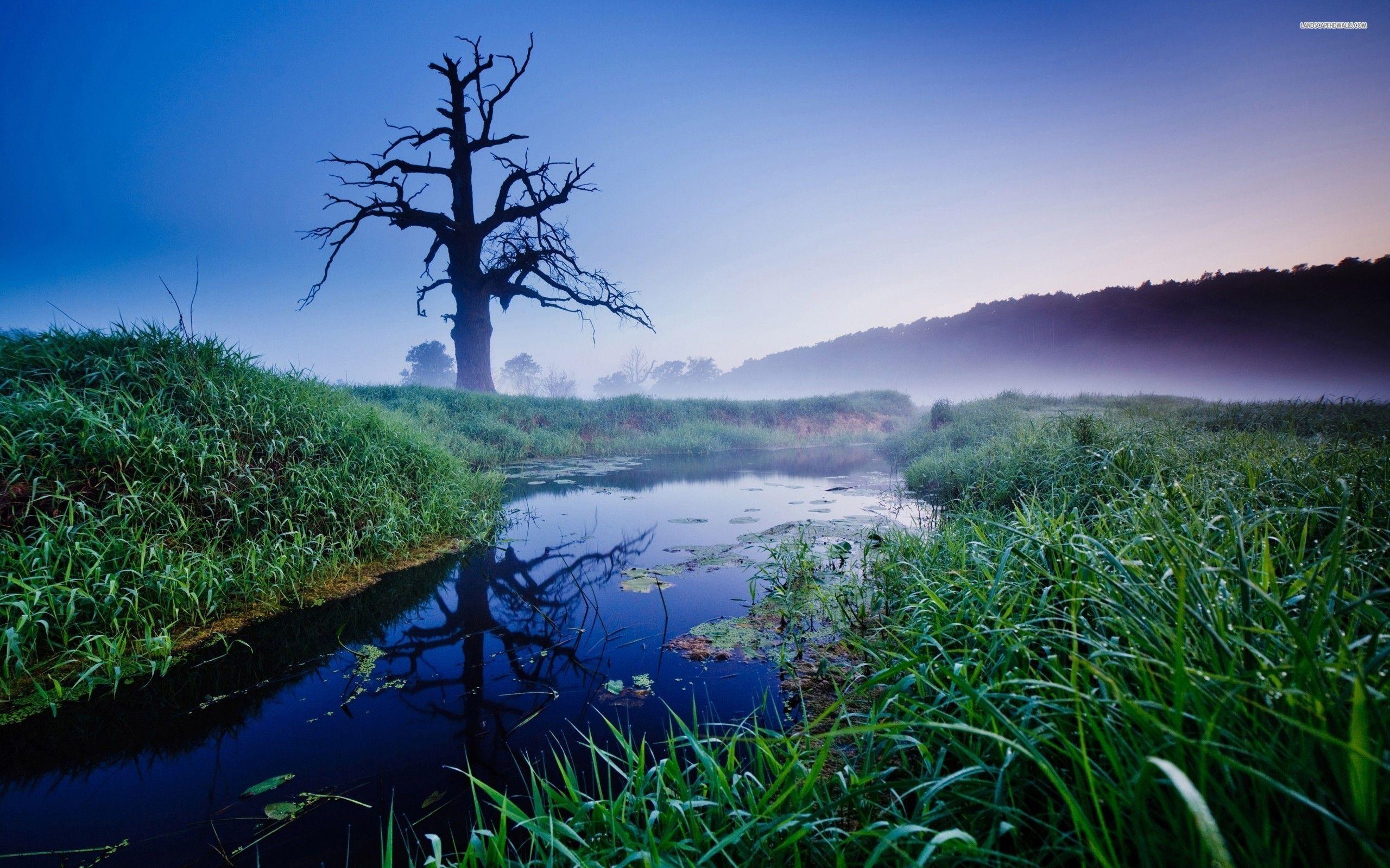 2560x1600 Foggy Pond wallpaper #, Desktop