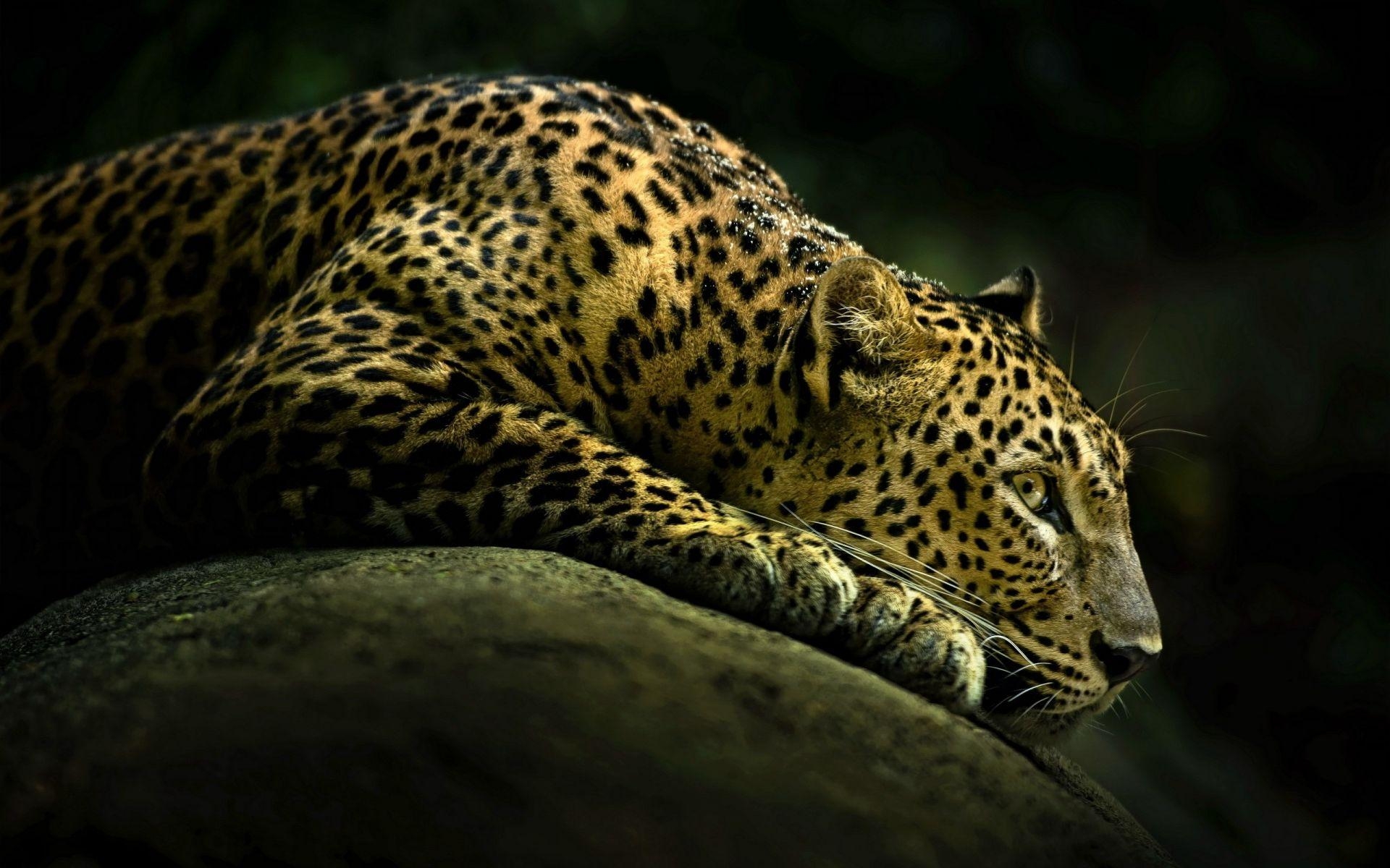 1920x1200 Lazy Cheetah Wallpaper. HD Animals and Birds Wallpaper for Mobile, Desktop