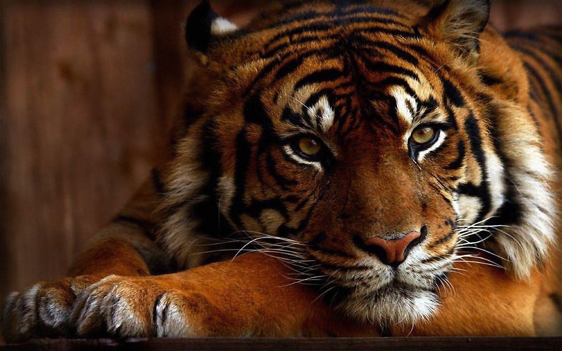 1920x1200 Tiger Wallpaper Free Tiger Background, Desktop