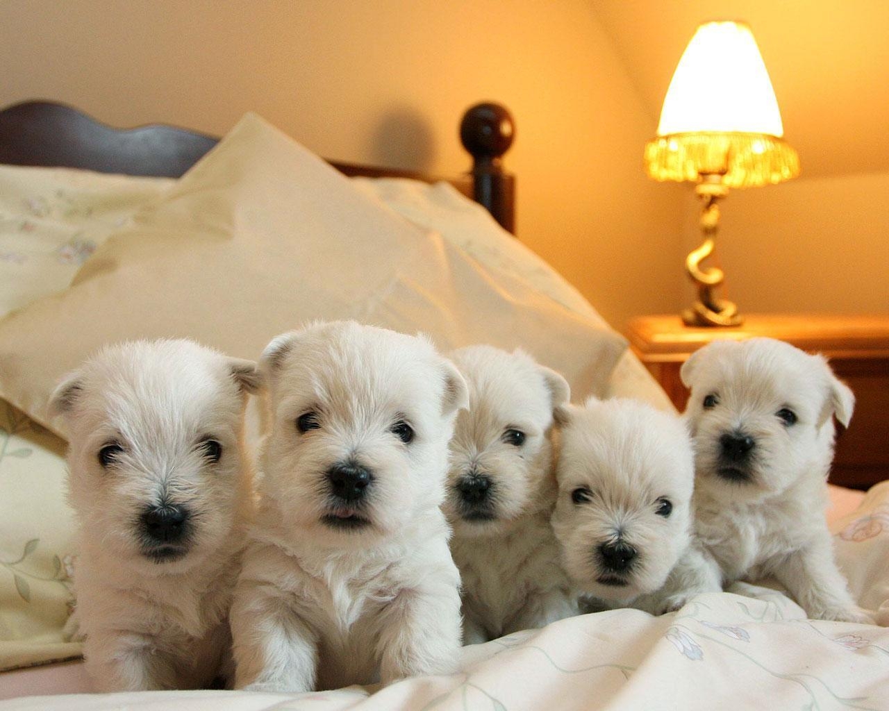 1280x1030 Westies on the Bed. West Highland White Terrier, Desktop