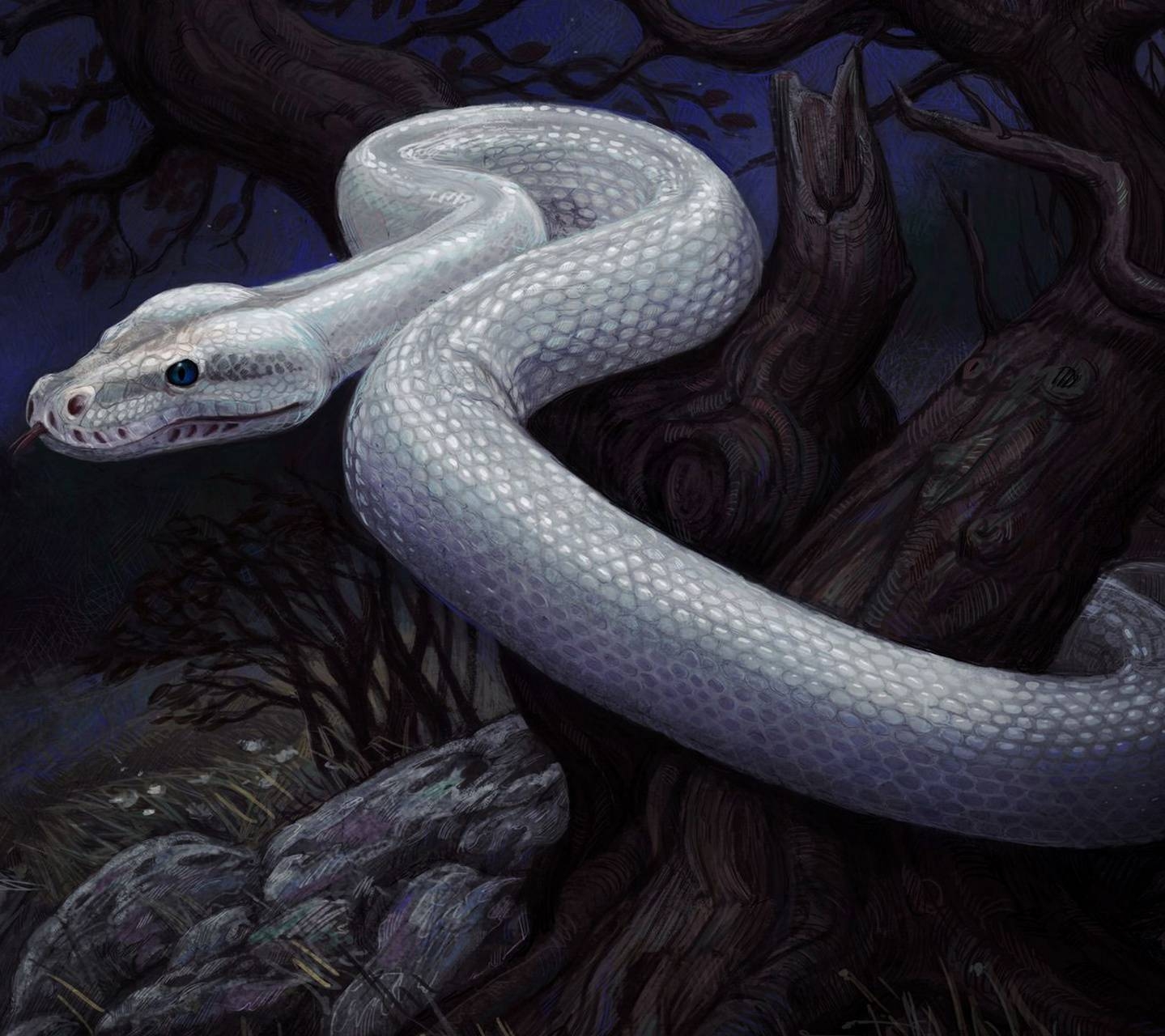 1440x1280 white snake wallpaper by bluecoral74.zedge.net, Desktop