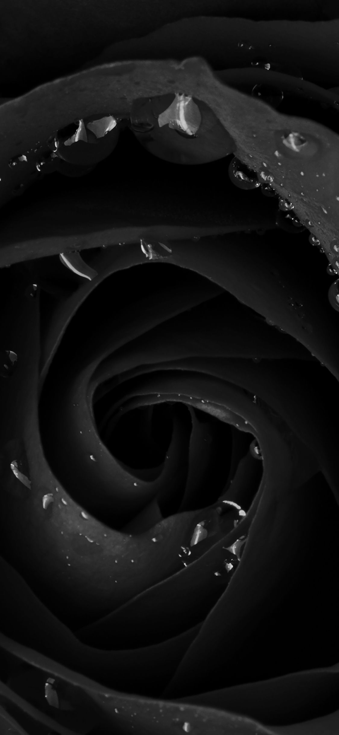 1130x2440 iPhone X wallpaper. beautiful dark rose flower nature, Phone