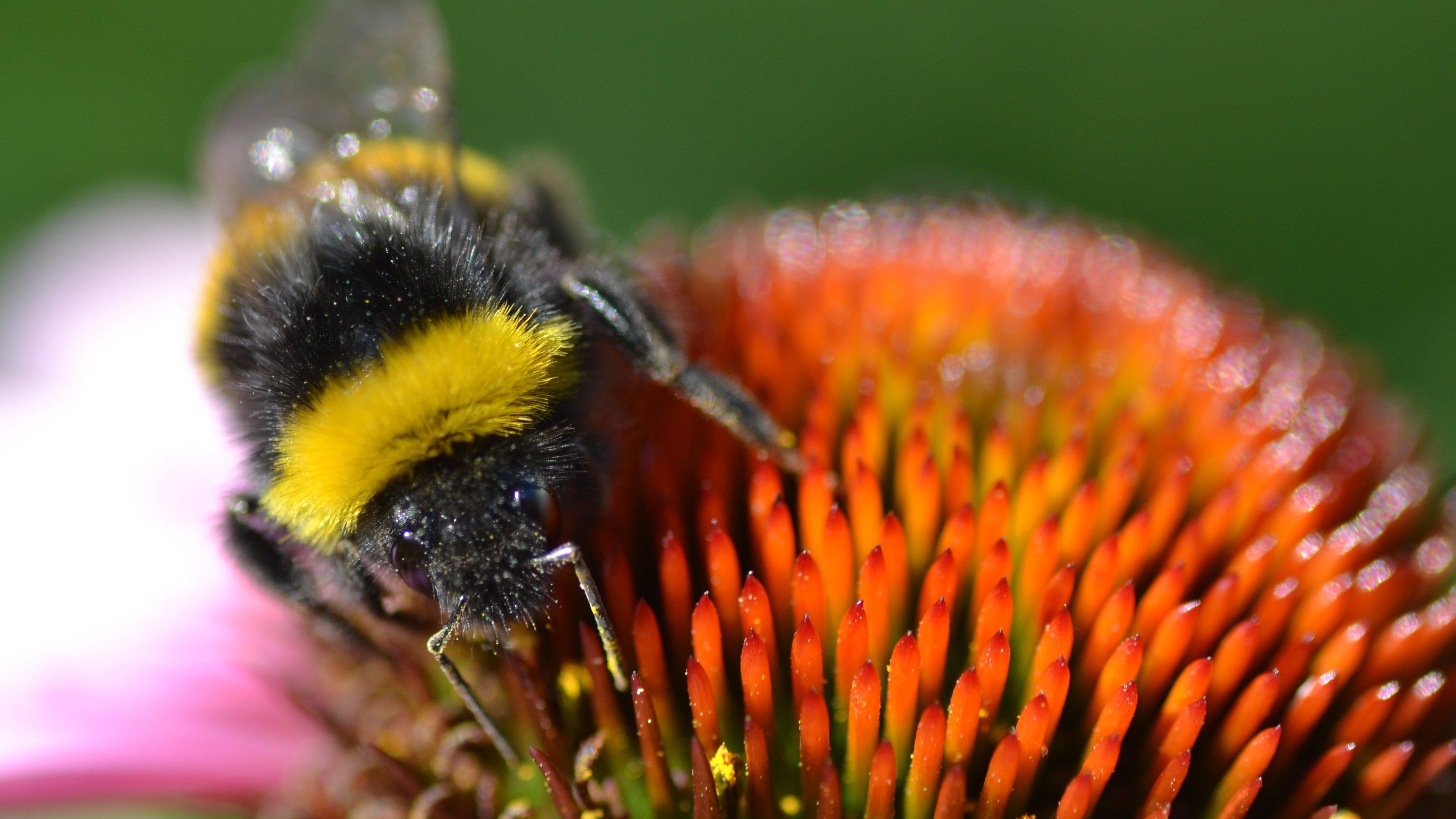 3840x2160 bumblebee 4K wallpaper for your desktop or mobile screen, Desktop