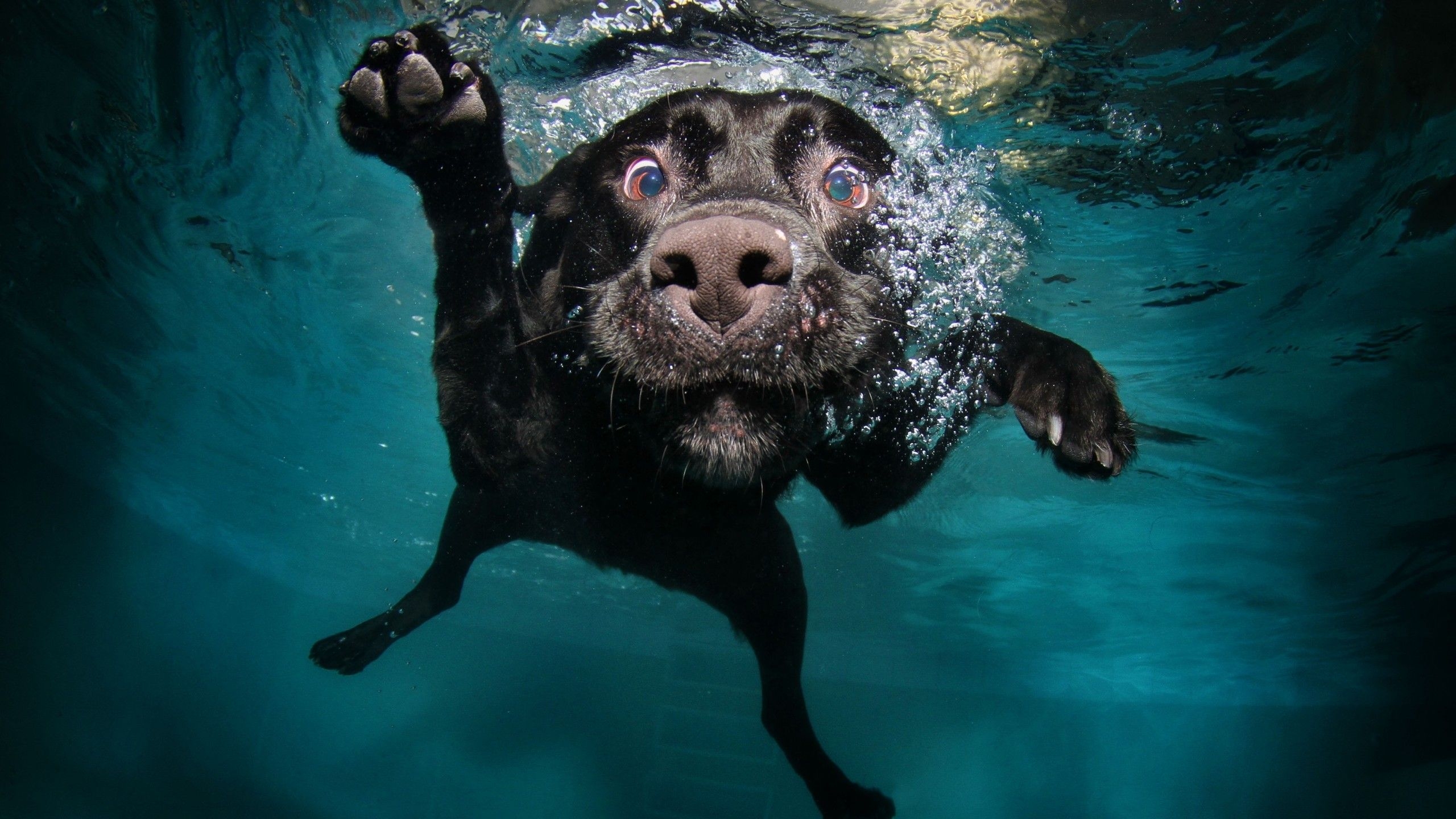 2560x1440 Wallpaper Dog, 5k, 4k wallpaper, puppy, black, underwater, funny, animal, pet, water bubbles, Animals, Desktop