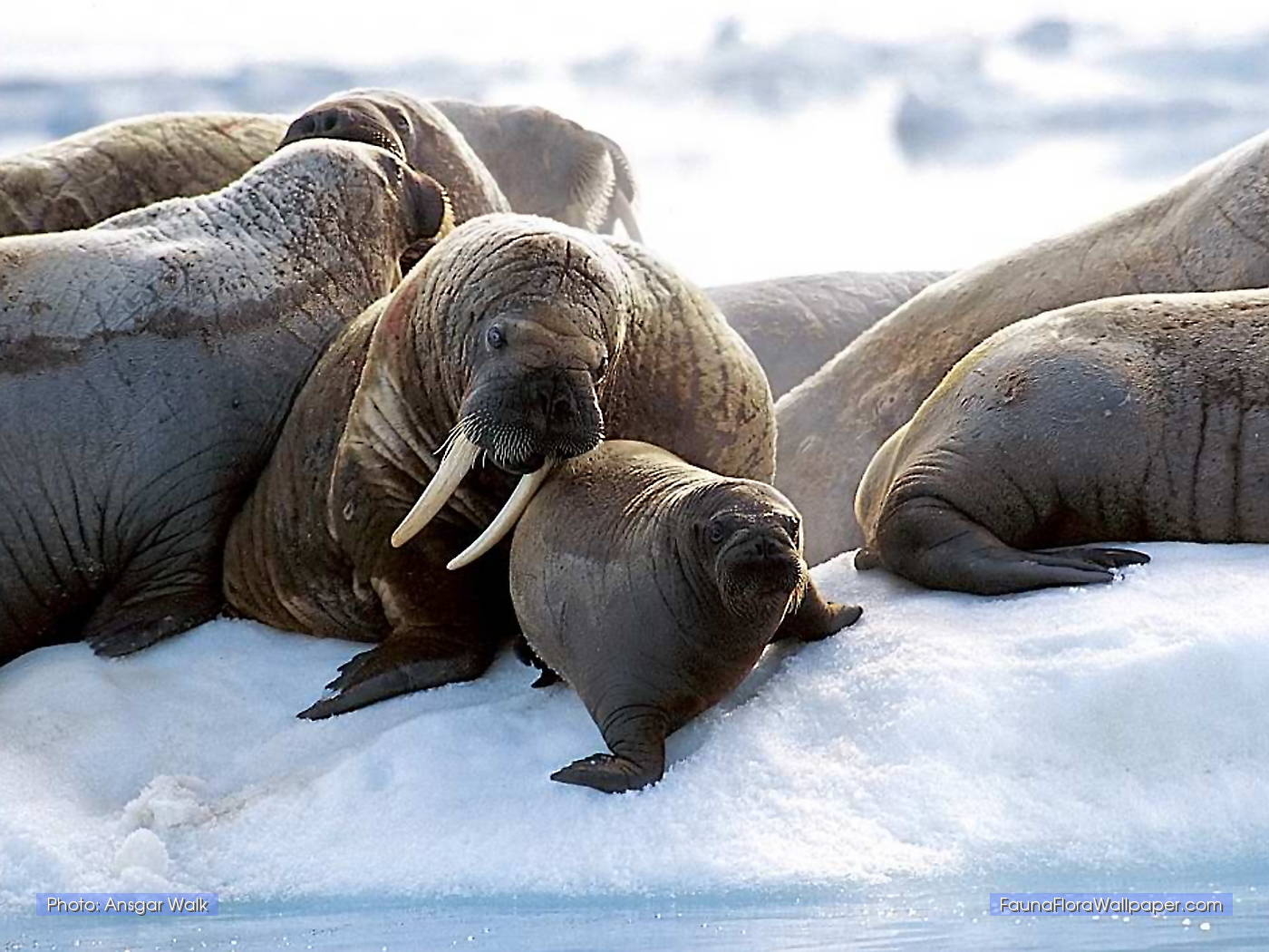 1400x1050 Walrus desktop wallpaper, Desktop