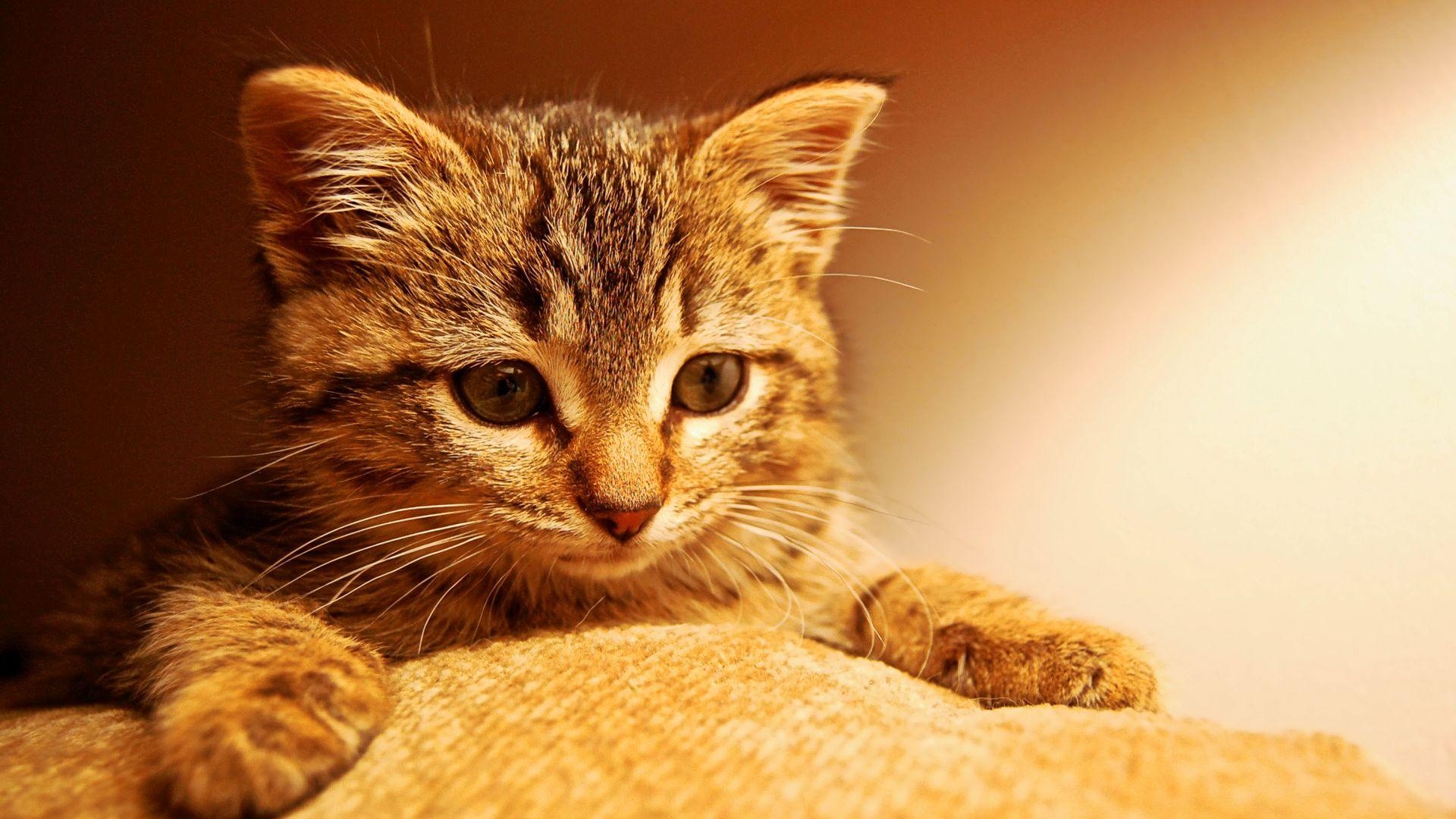 1920x1080 Halloween Kitten Wallpaper, Desktop