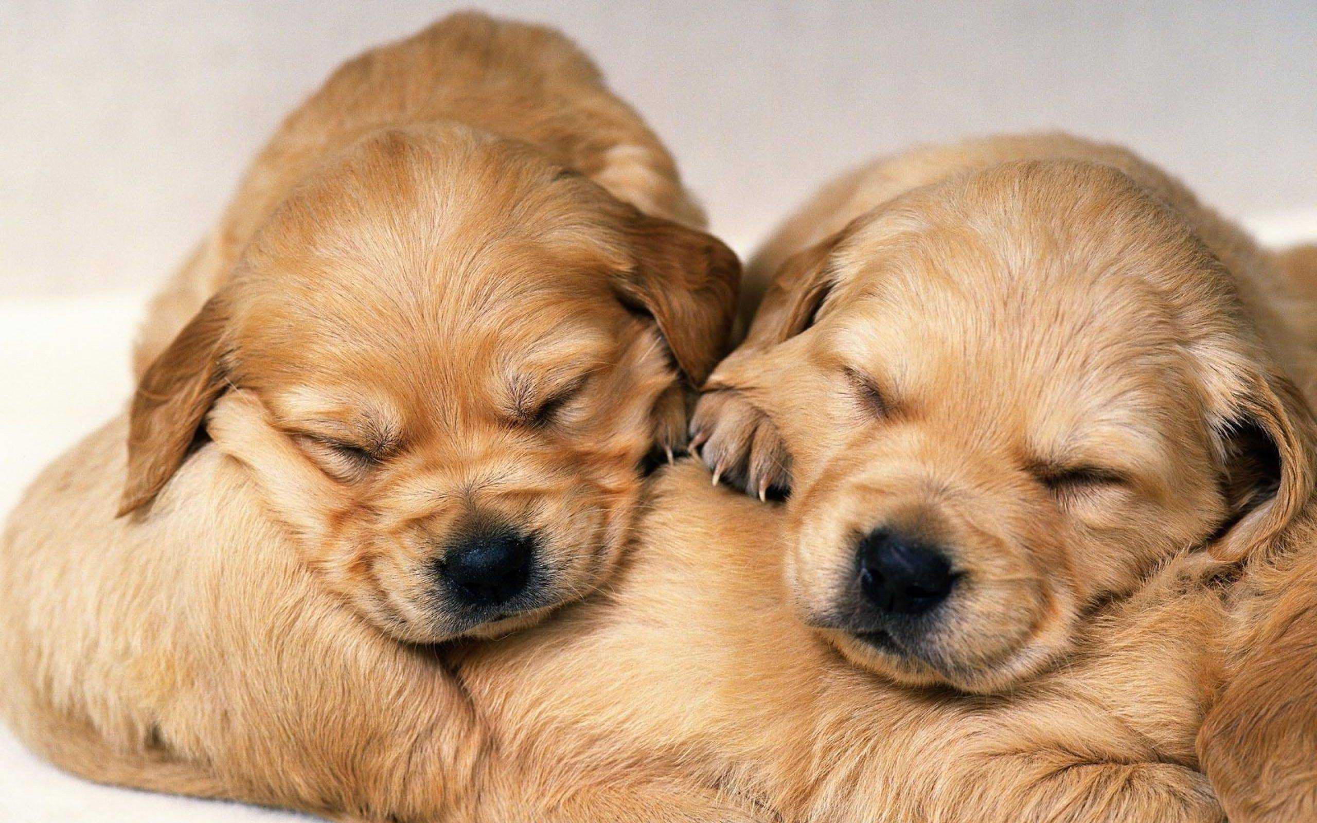 2560x1600 Puppies Wallpaper HD wallpaper search, Desktop