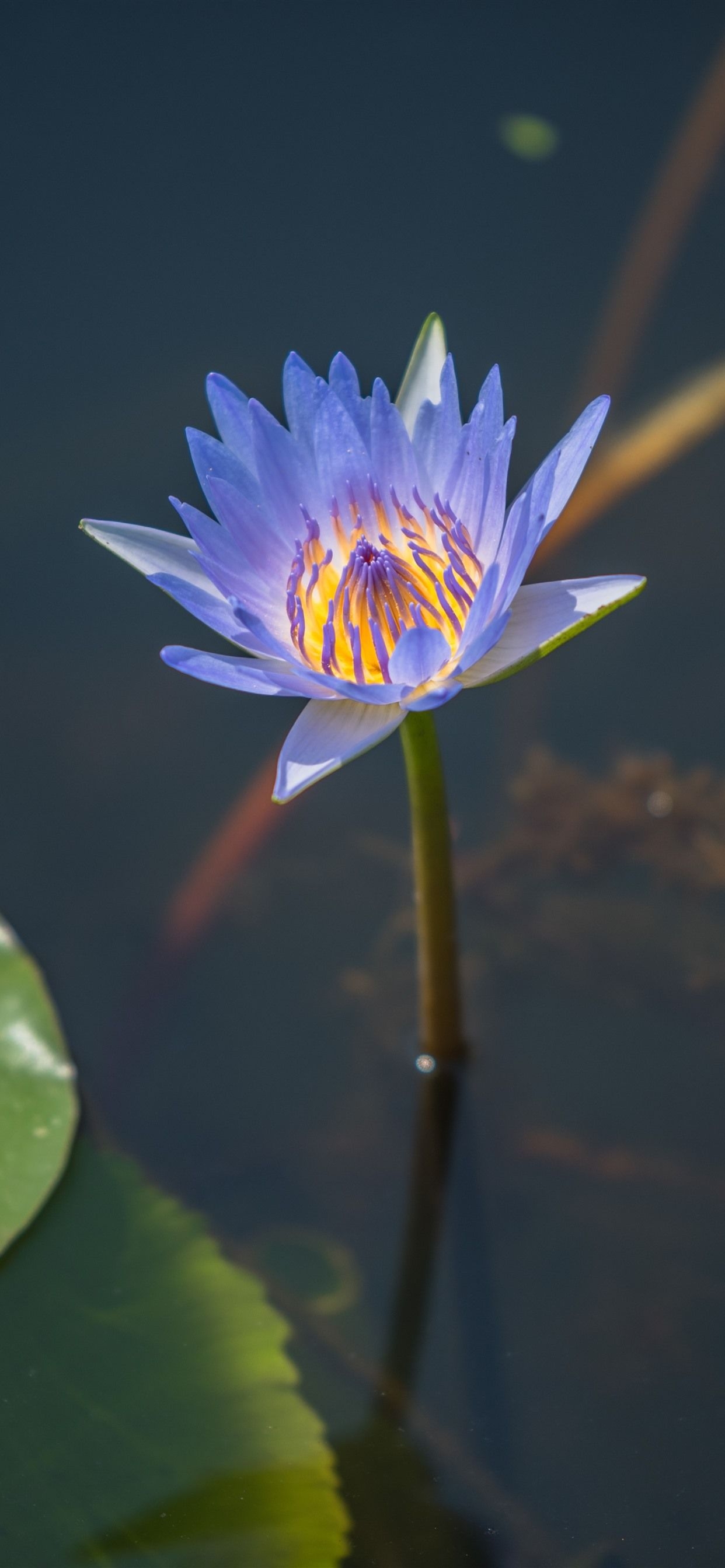 1250x2690 Purple Petals Water Lily, Pond, Leaves  IPhone 11 Pro XS, Phone