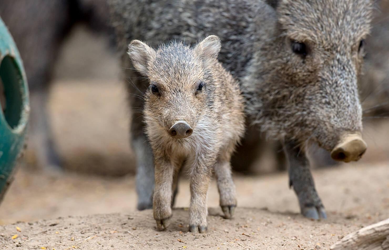 1480x950 Peccary. San Diego Zoo Animals & Plants, Desktop