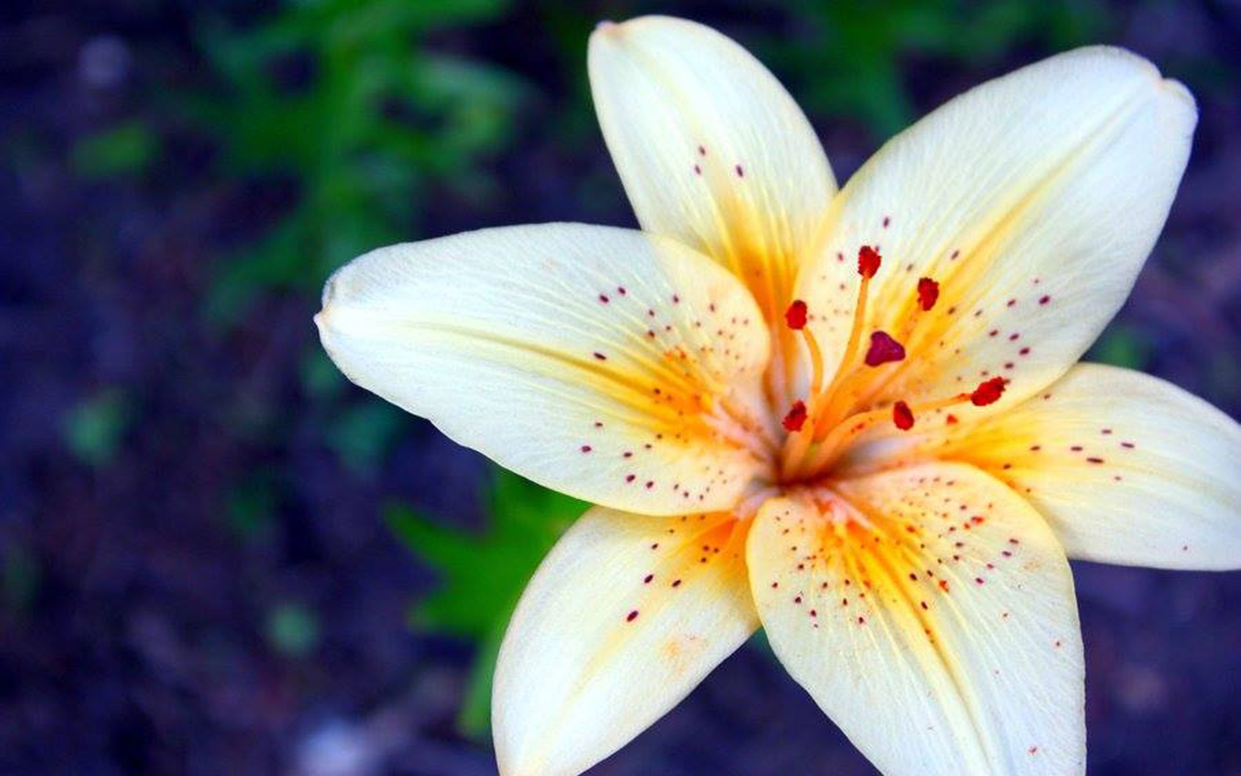 2560x1600 Lily Flower Wallpaper HD , Wallpaper13.com, Desktop