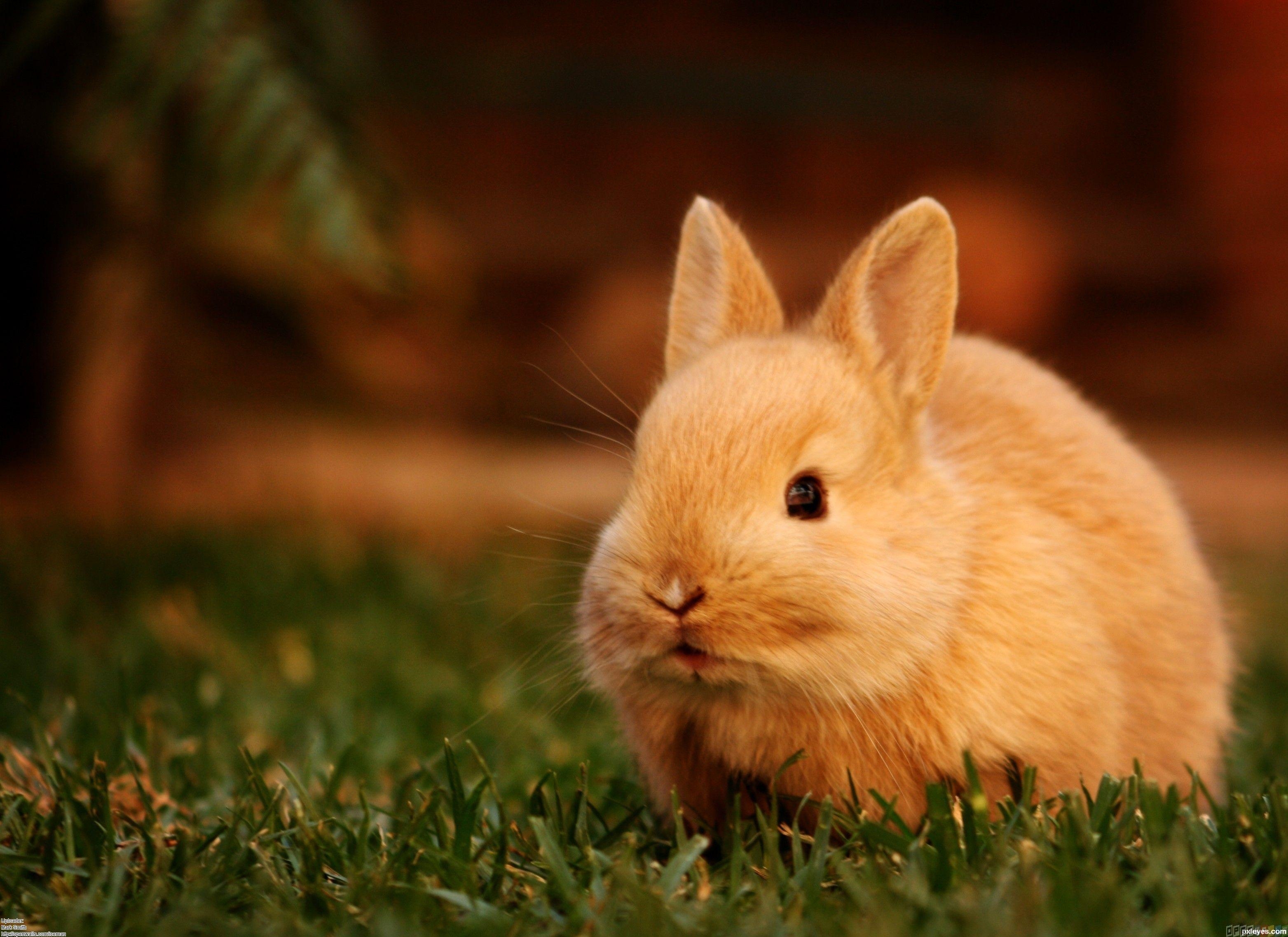 3130x2280 Cute Little Bunny Wallpaper, Desktop