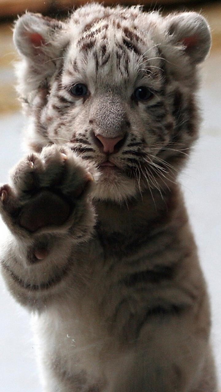 720x1280 Free download White Baby Tiger Galaxy S3 Wallpaper, Phone