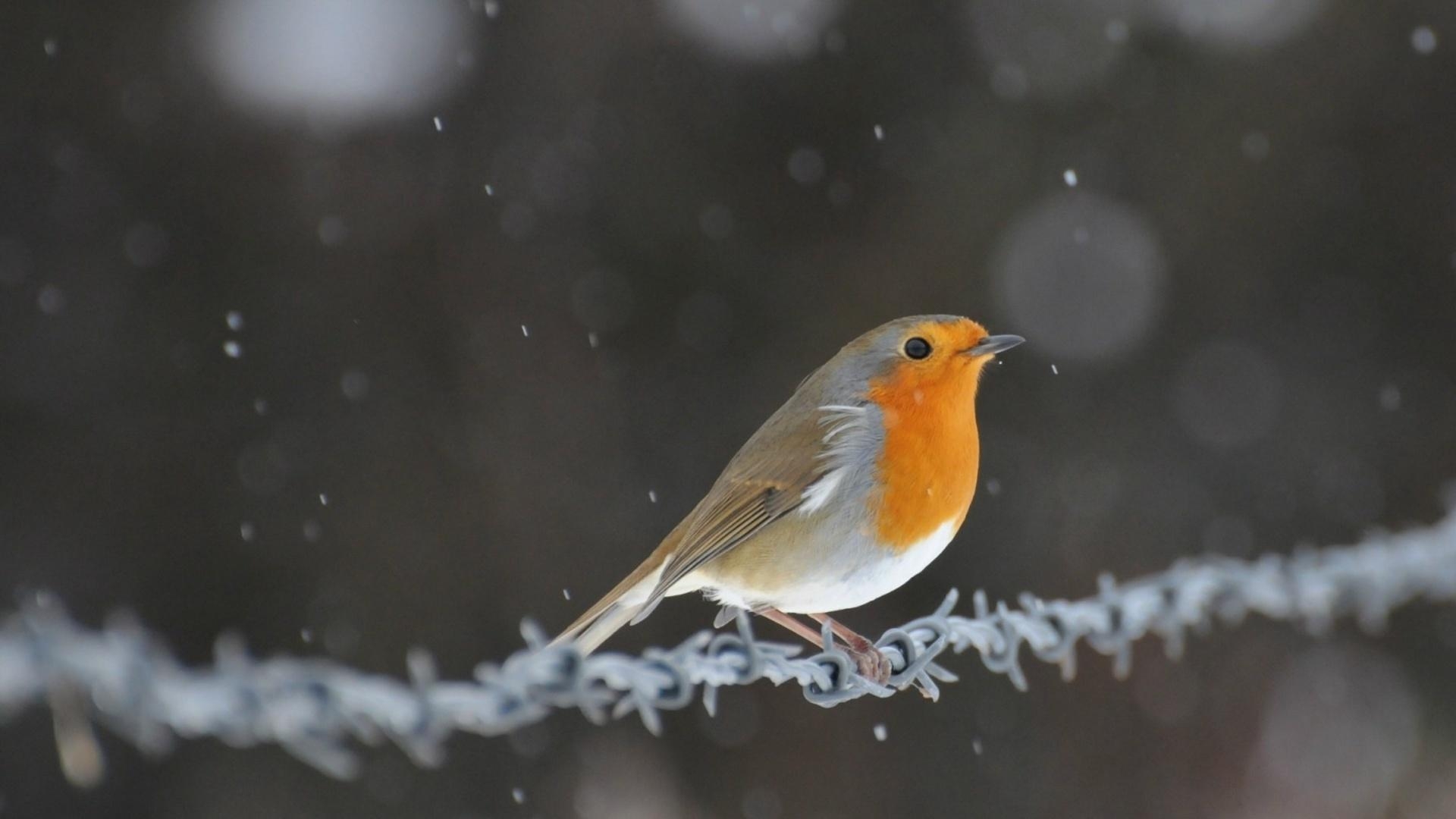 1920x1080 Download wallpaper  wire, robin, bird full hd, hdtv, fhd, Desktop