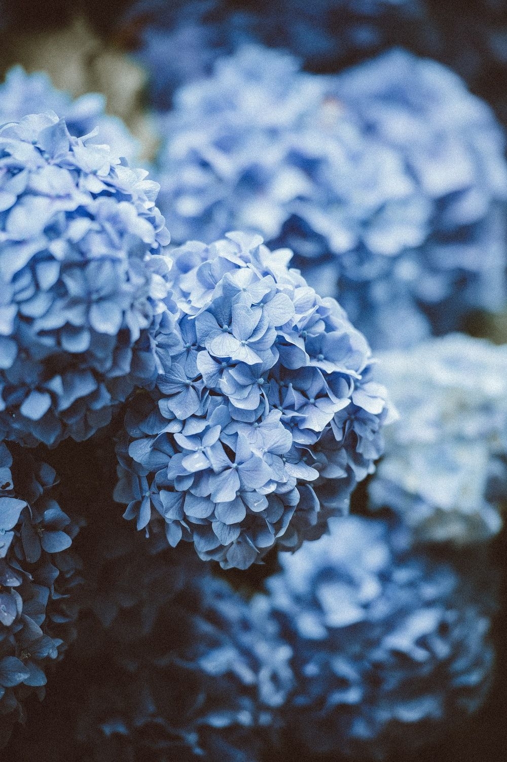 1000x1510 Hydrangea Picture [HQ]. Download Free Image, Phone