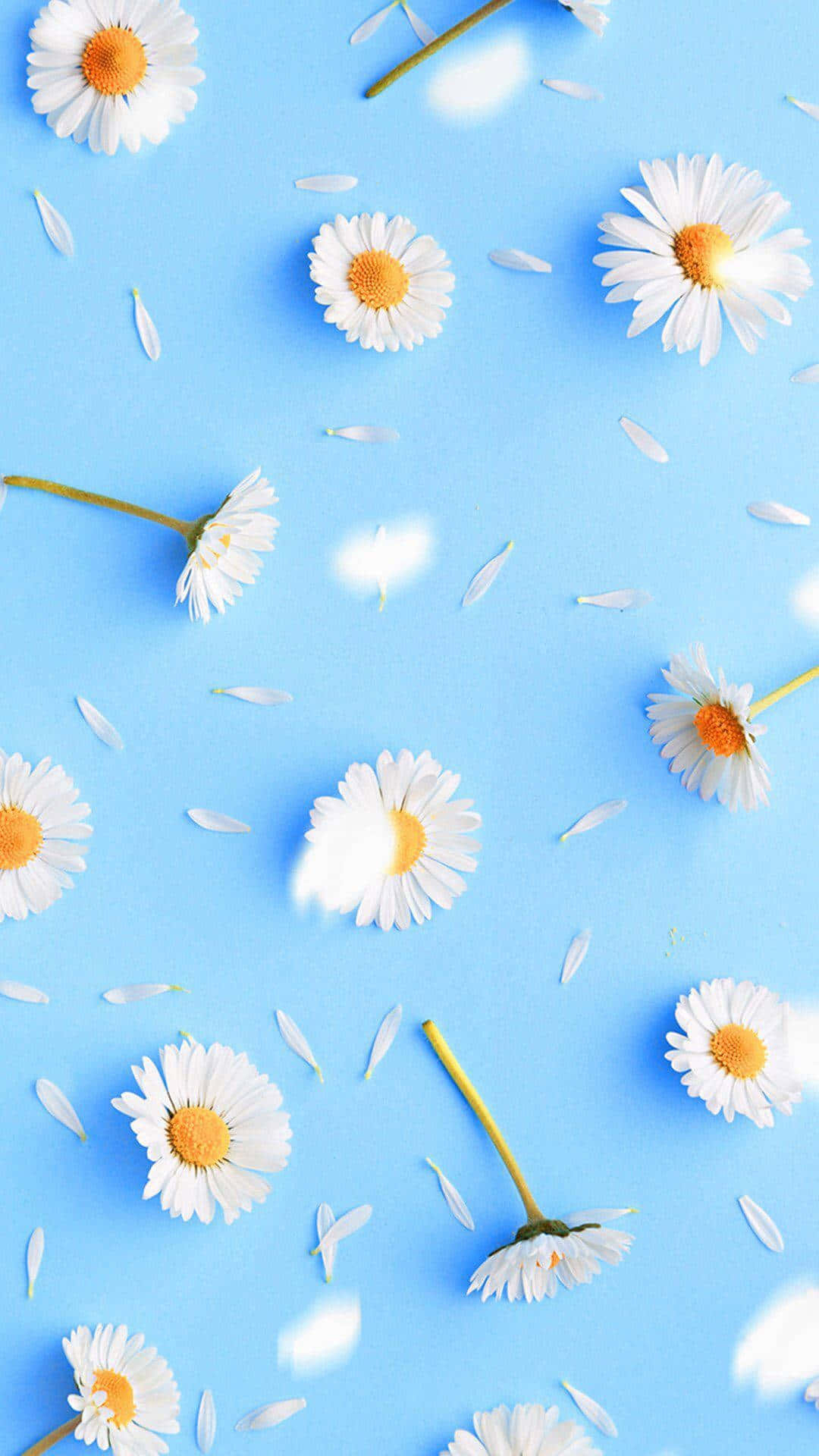 1080x1920 Download Pastel Blue Spring Daisy, Phone