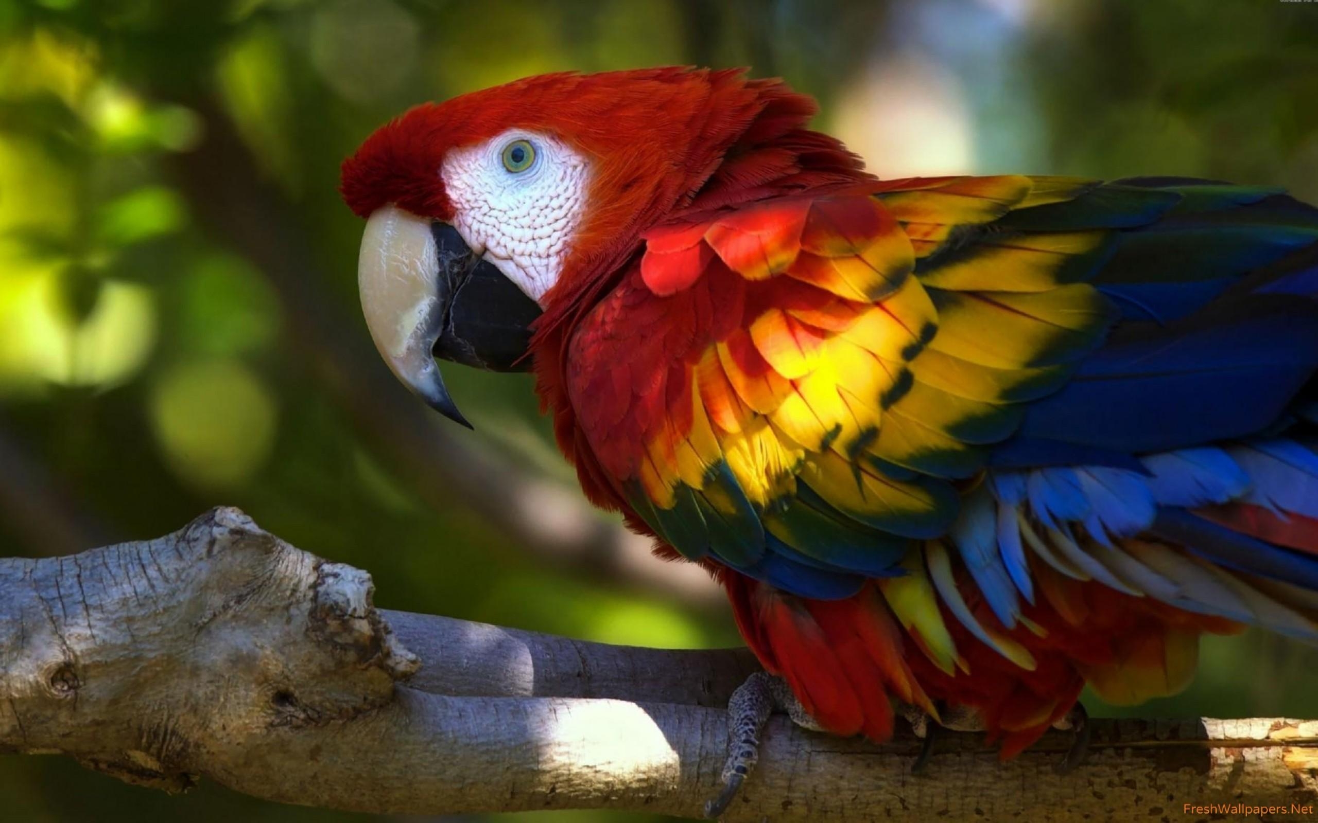 2560x1600 Scarlet macaw wallpaper, Desktop