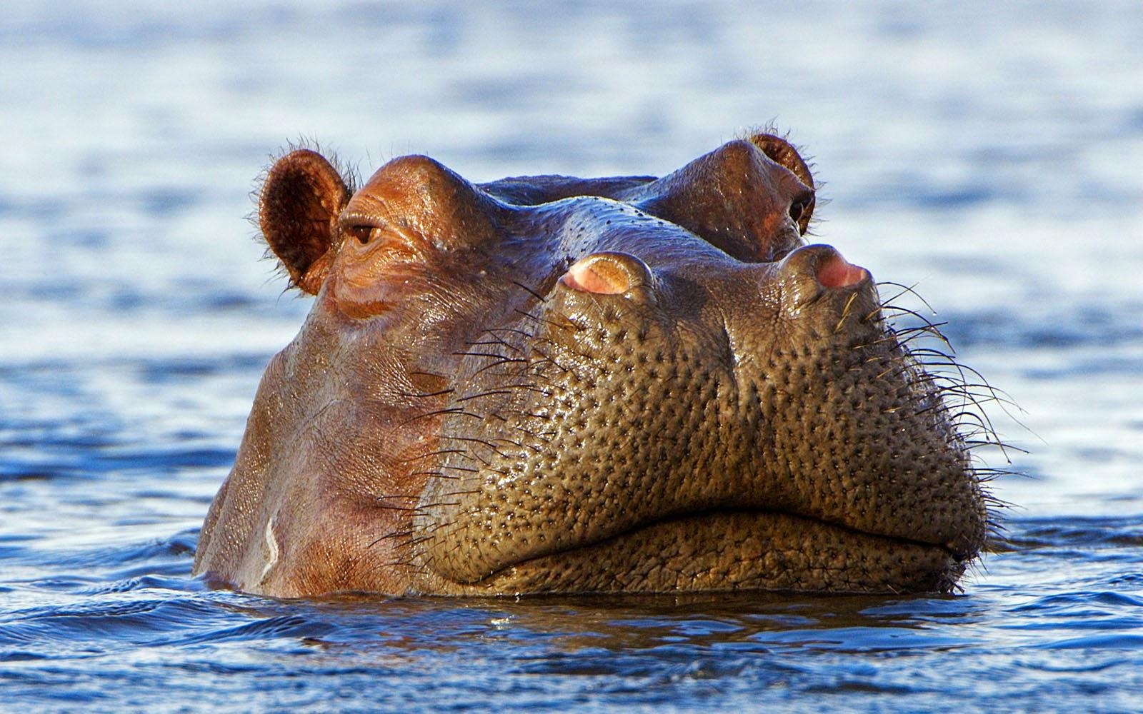 1600x1000 wallpaper: Hippopotamus Wallpaper, Desktop