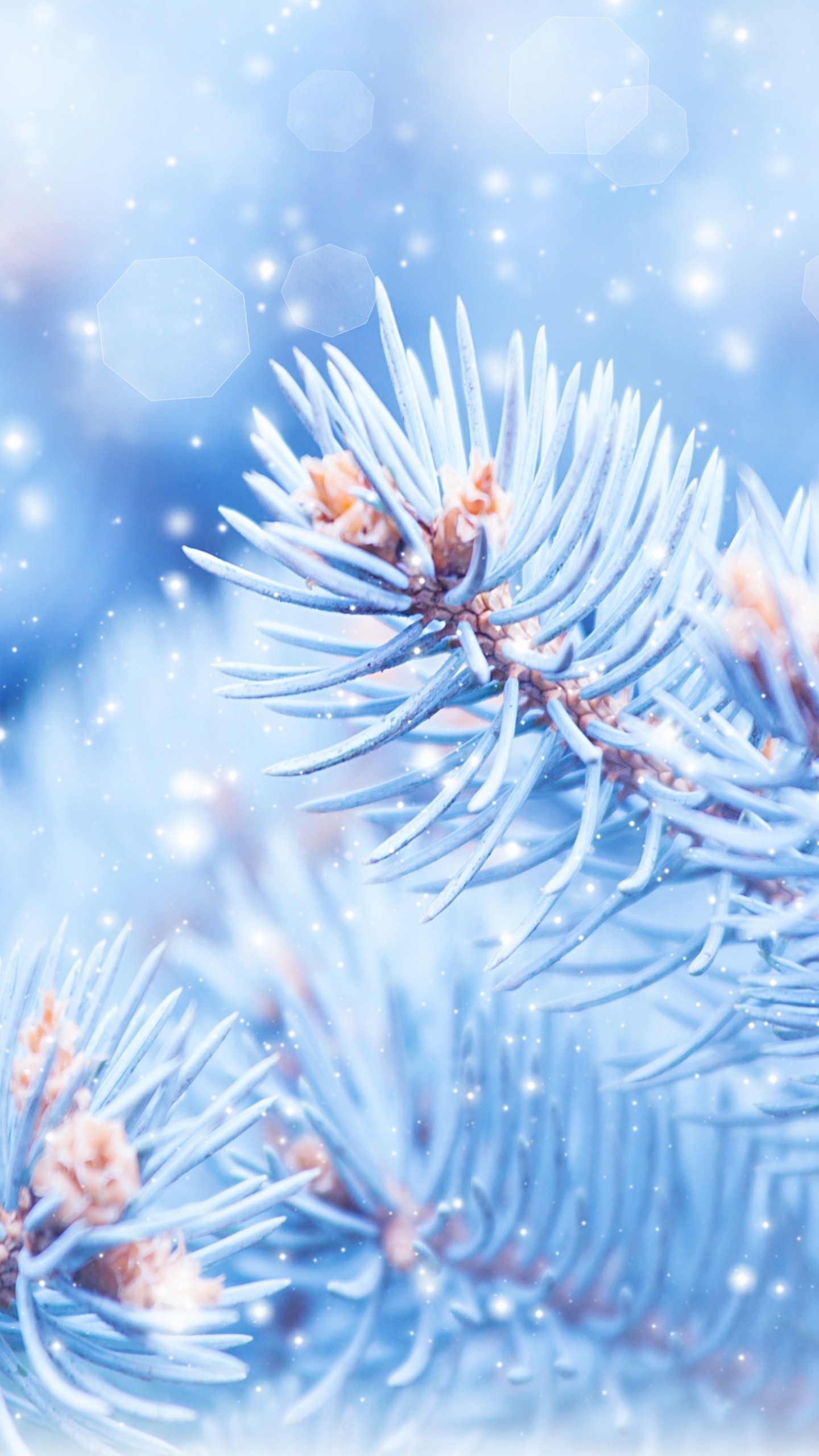 1440x2560 Wallpaper Fir Tree, 5k, 4k Wallpaper, Christmas, Winter, Blue, Nature, Phone