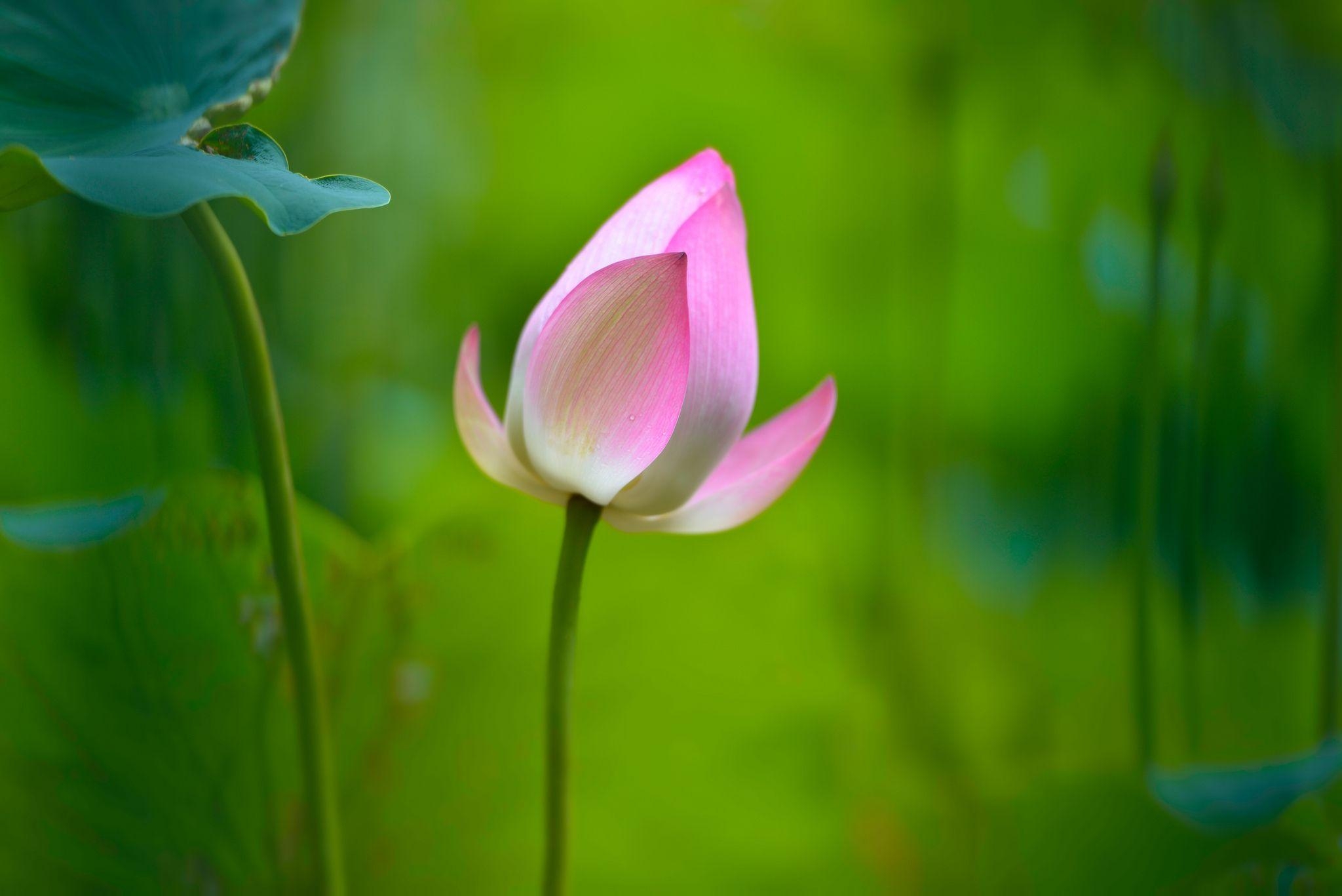 2050x1370 Lotus HD Wallpaper and Background Image, Desktop