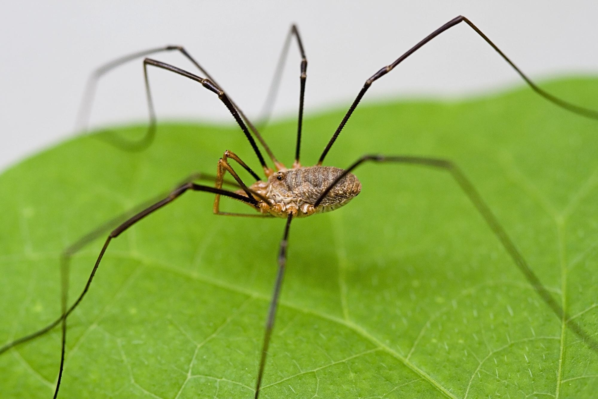 2000x1340 Daddy Long Legs Spider (Harvestman), Desktop