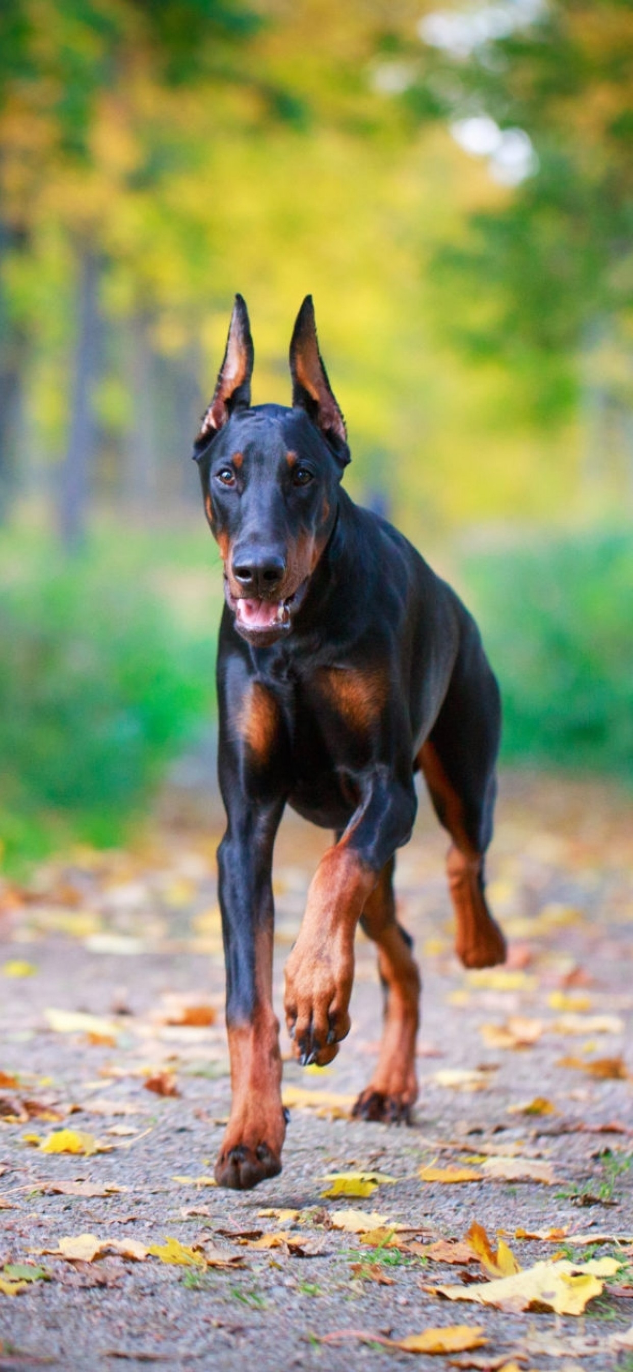 1250x2690 Doberman, Walking, Grass, Trees, Dog iPhone Xs Max, Phone