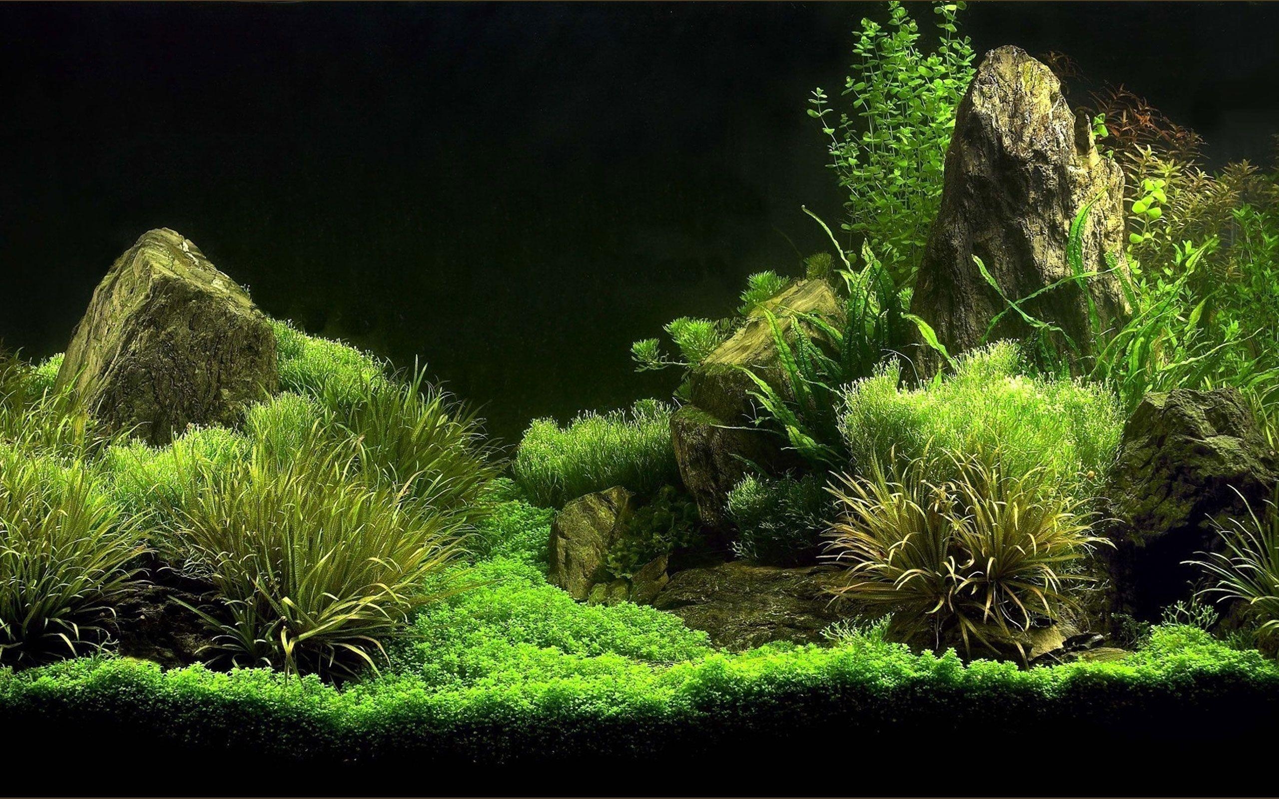 2560x1600 Aquarium Live Wallpaper Android Apps on Google Play. wallpaper, Desktop