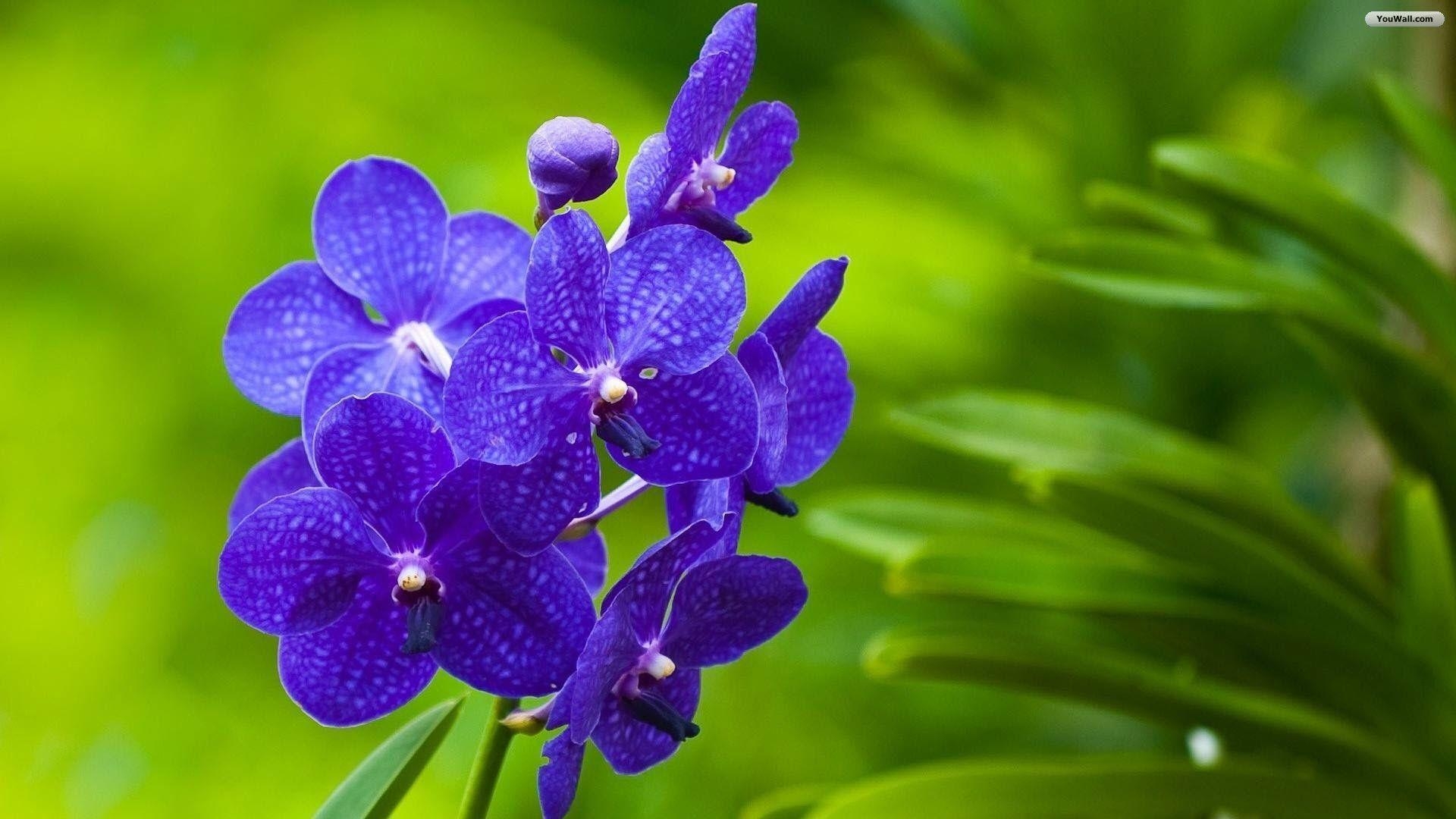 1920x1080 Purple Yellow Flowers Wallpaper In  Car Picture, Desktop