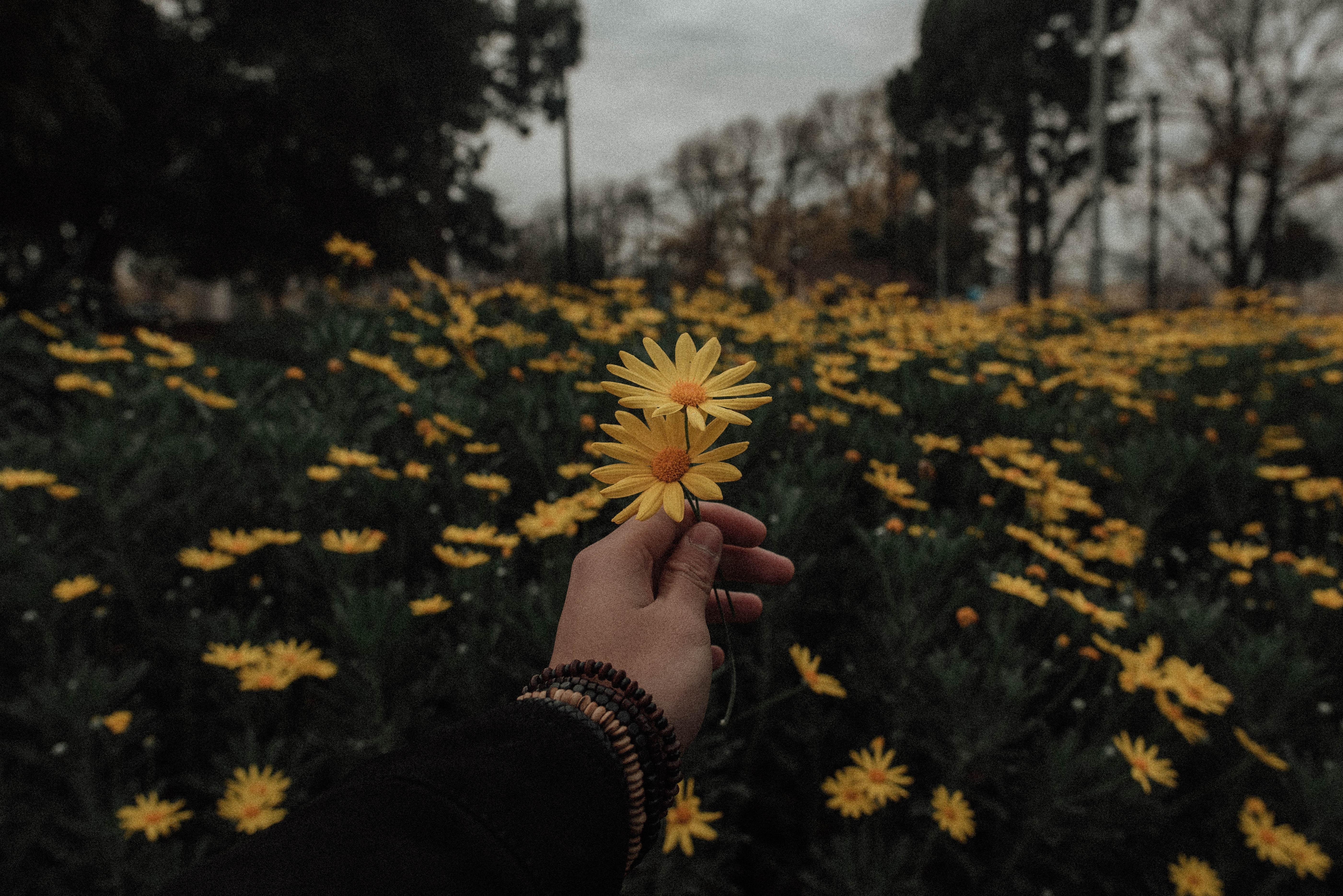 5610x3740  #vintage, #aesthetic, #holding out flower, #lve, Desktop