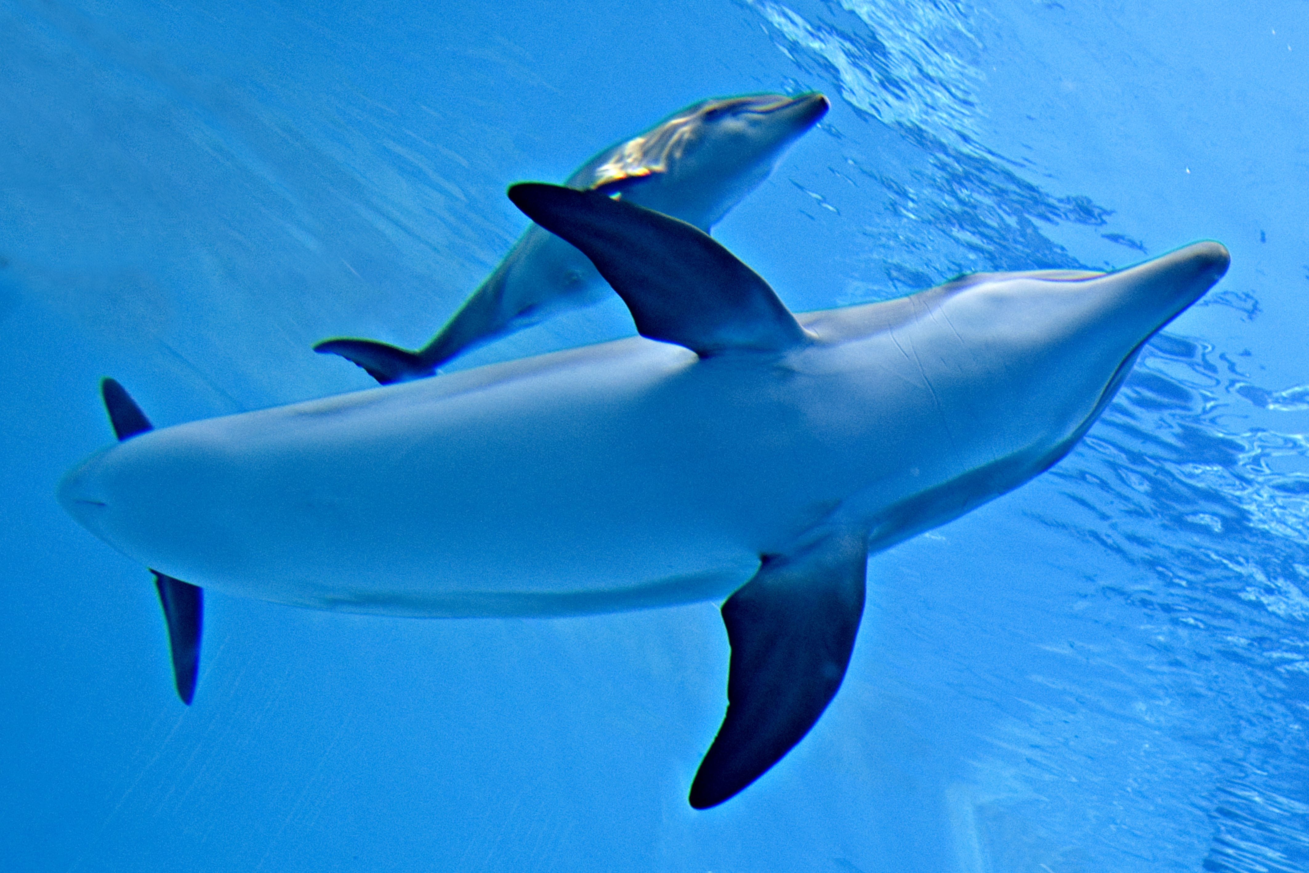 4260x2840 Baby dolphin and its mother, Desktop