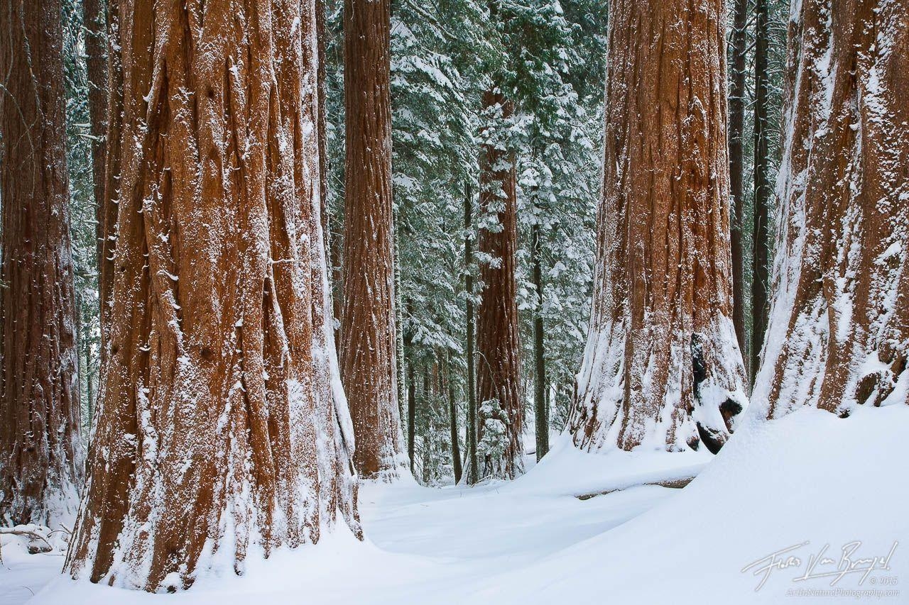 1280x860 Winter Wonder Woods, King's Canyon NP, CA, Art in Nature Photography, Desktop