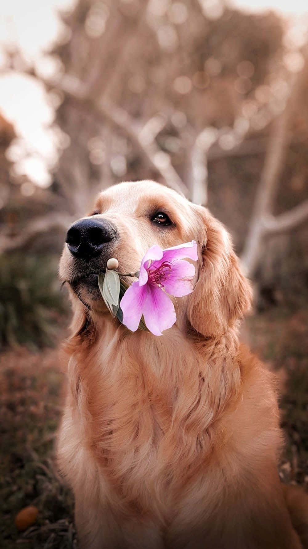 1000x1780 Download Golden Retriever Dog Aesthetic Wallpaper, Phone