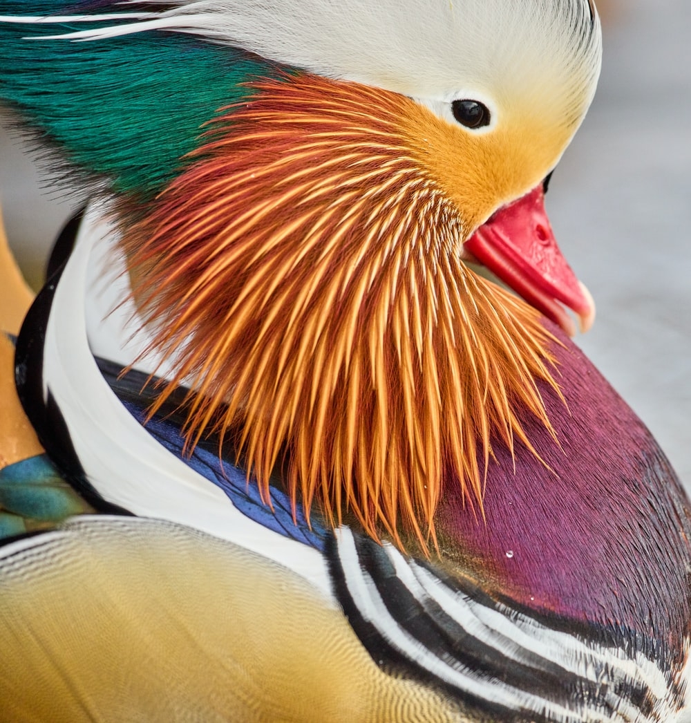 1000x1050 Mandarin Duck Picture. Download Free Image, Phone