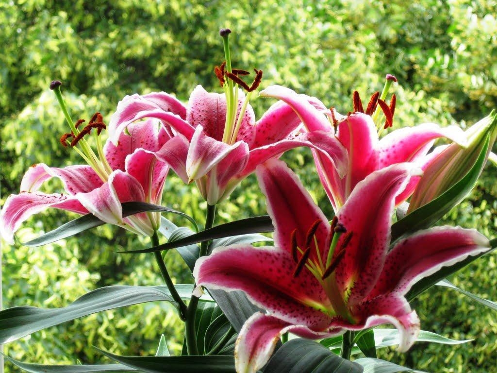 1030x770 Panoramio of Stargazer Lilies, Desktop