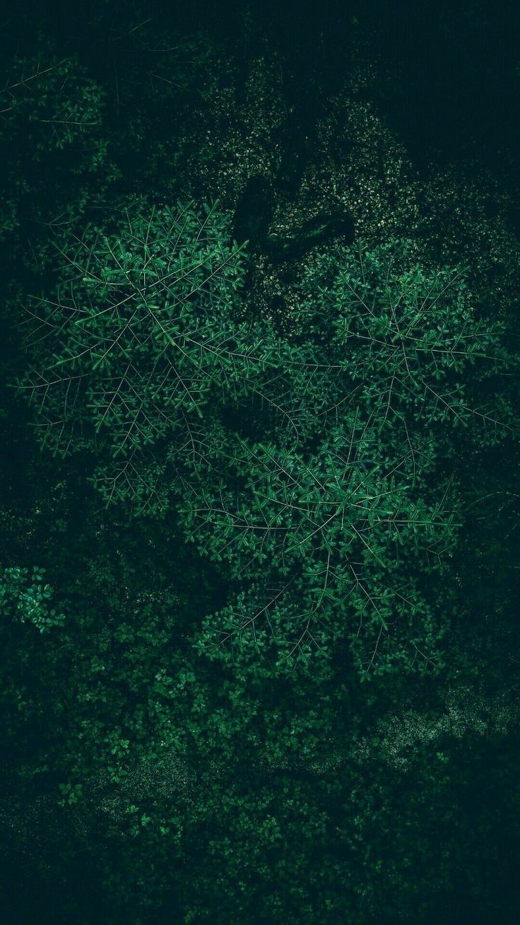 740x1310 Nature iPhone Dark Green Wallpaper, Phone