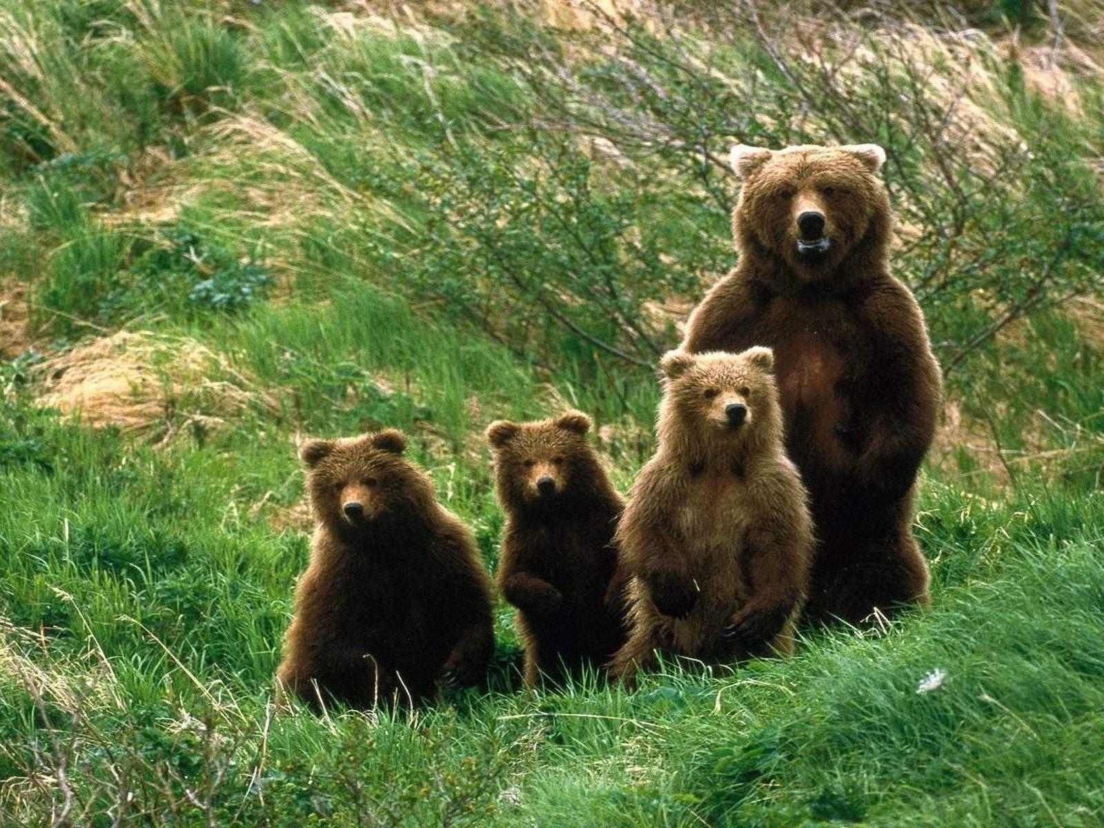 1600x1200 Grizzly Bears, Desktop