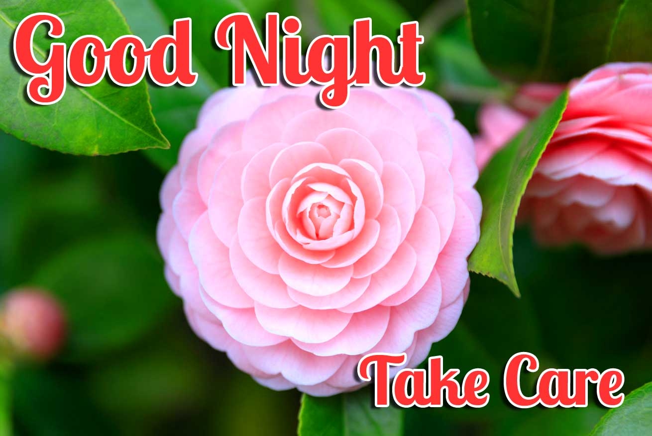 1310x880 Japanese Flower with Good Night Wishing, Desktop