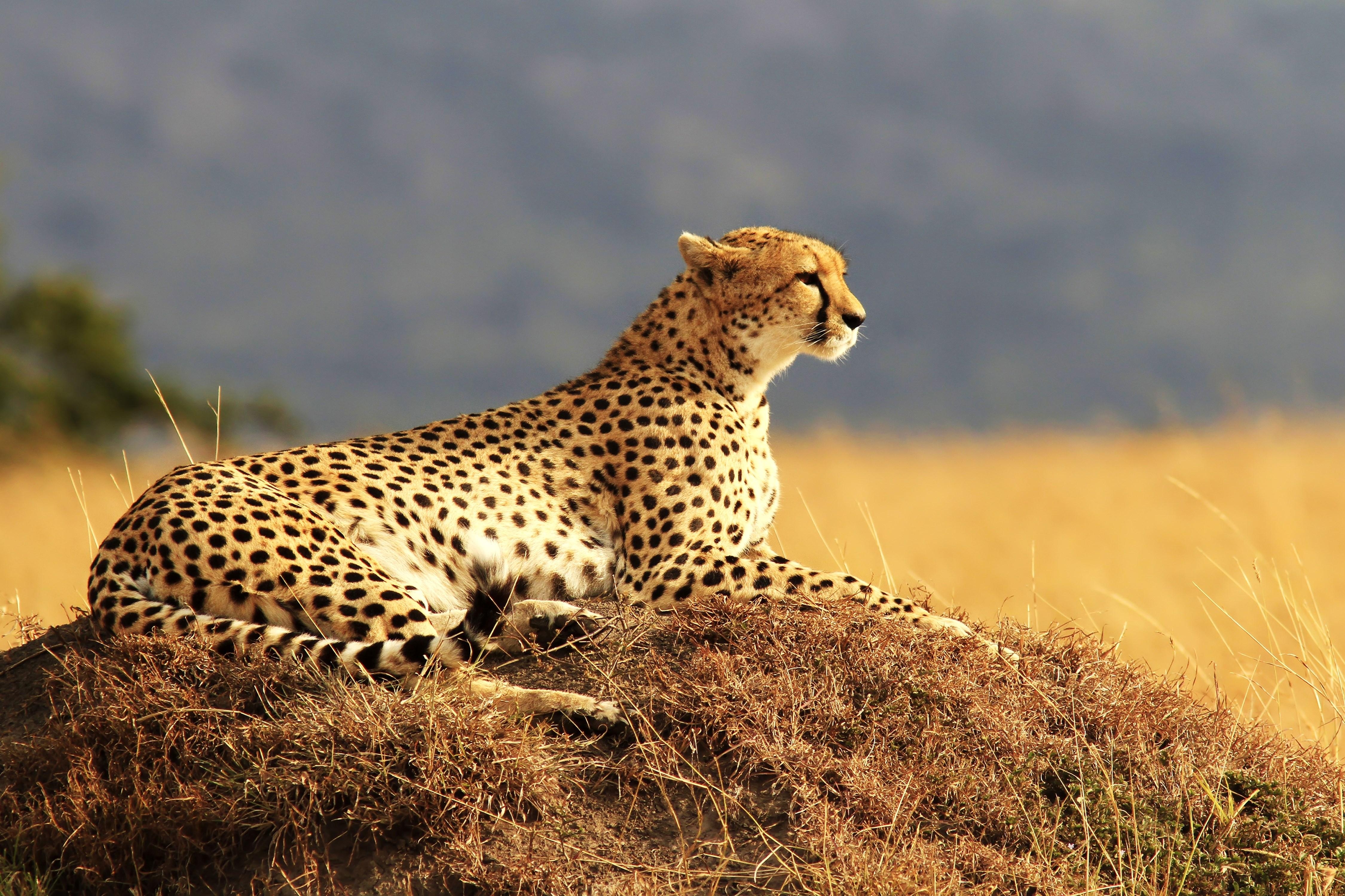 4500x3000  free screensaver wallpaper for cheetah. Animal, Desktop