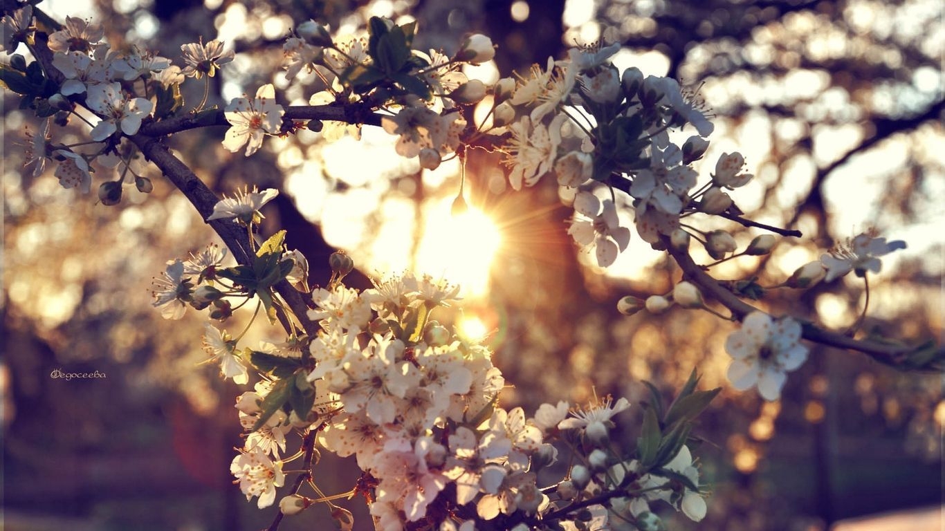 1370x770 Spring Laptop Wallpaper Free Spring Laptop Background, Desktop