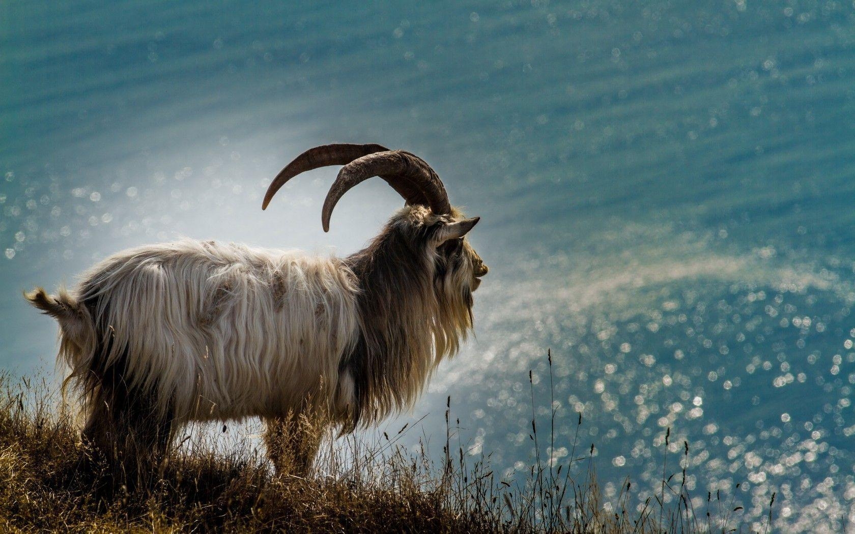 1680x1050 Goat wallpaper, Desktop