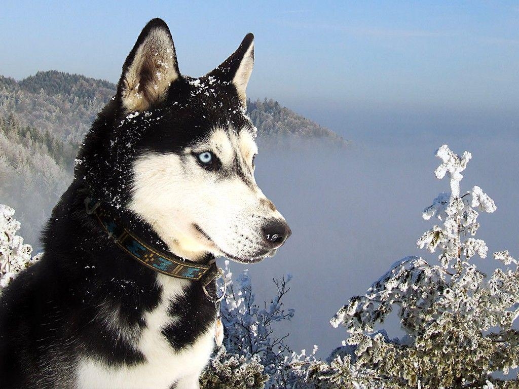 1030x770 Siberian Husky Wallpaper 40 Background HD. wallpaperhd77, Desktop